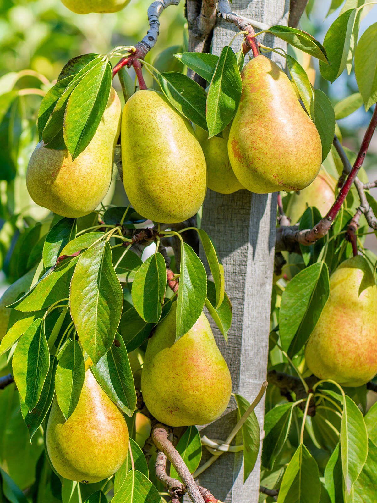 Southern Planters PEAORI05G Fruit-Plants - View #2