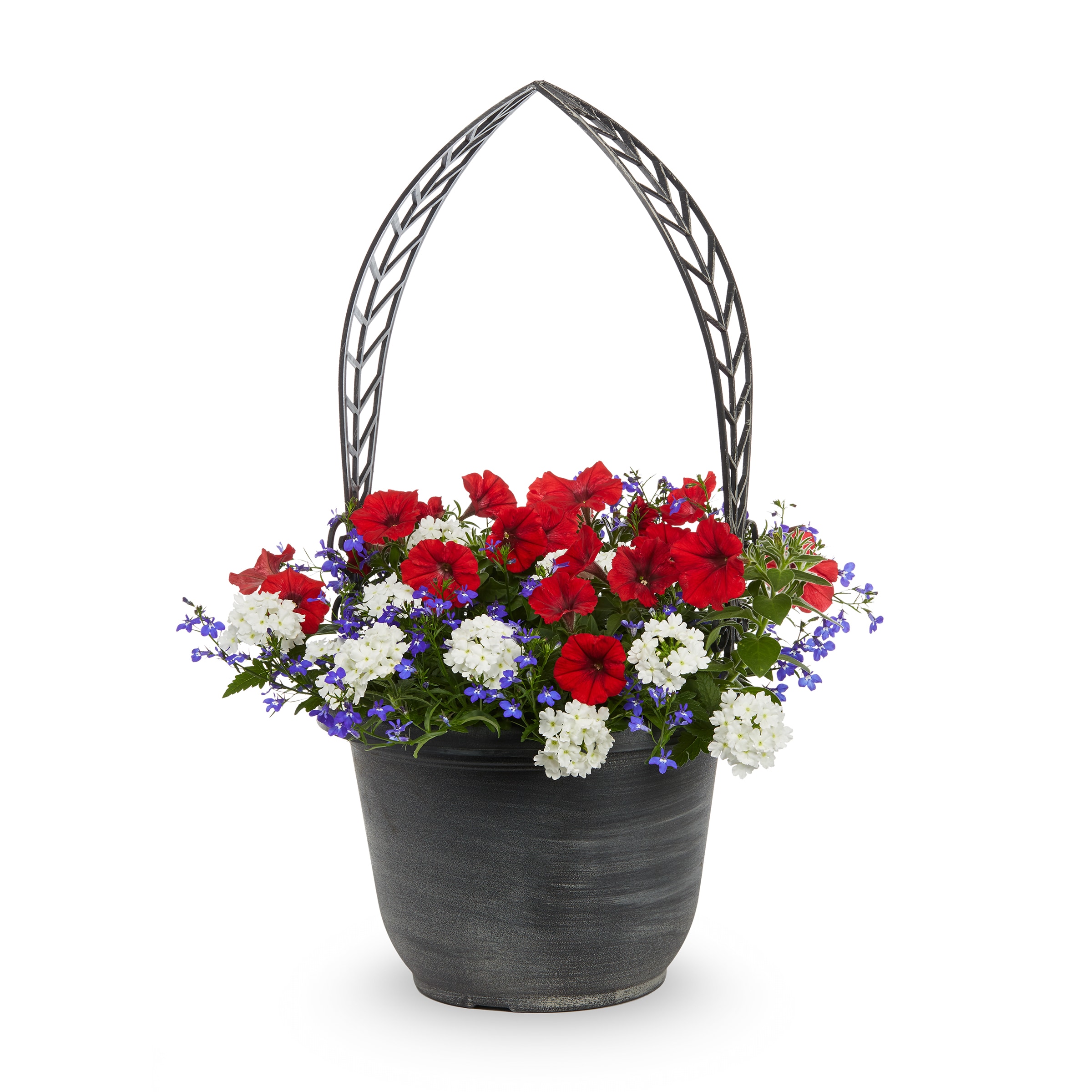 Lowe's NURSERY annuals - View #2