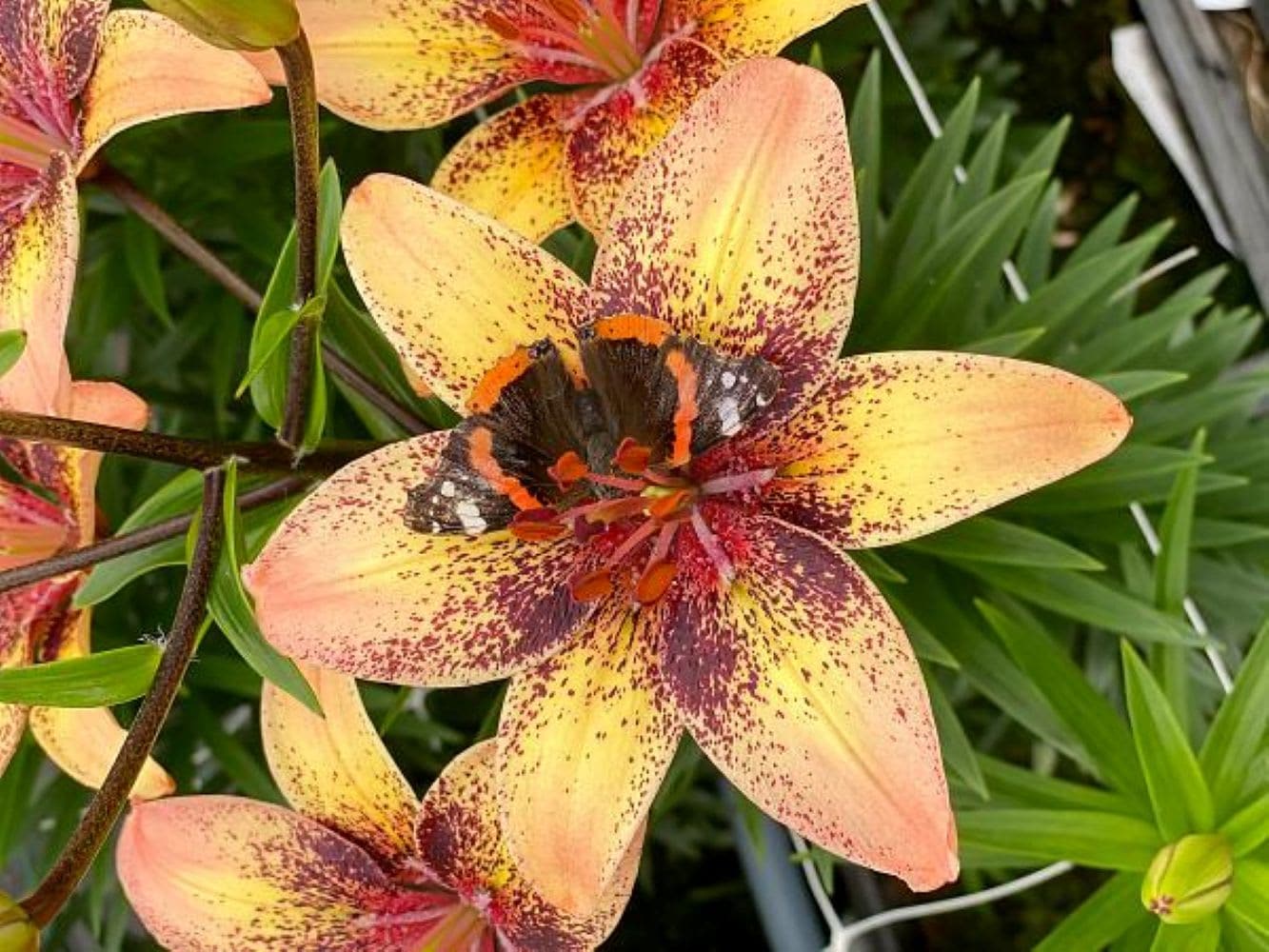 Hirt's Gardens - Tribal Dance Lily - 3 Bulbs 14/16 cm - Yellow with Peachy tips