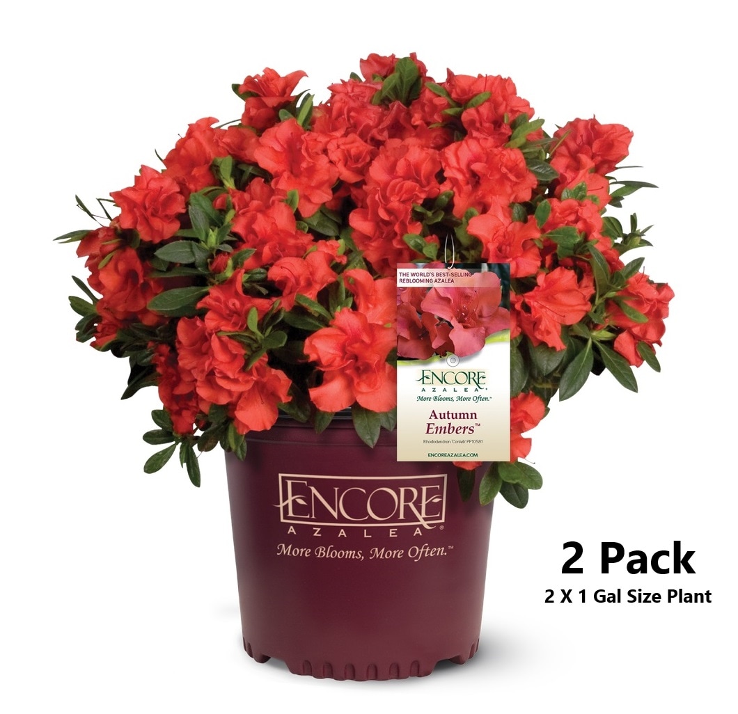 Encore Azalea 80511-2 Autumn Embers Azalea Flowering Shrub in 1 -Gallon Pot 2.0 -Pack with Red Blooms