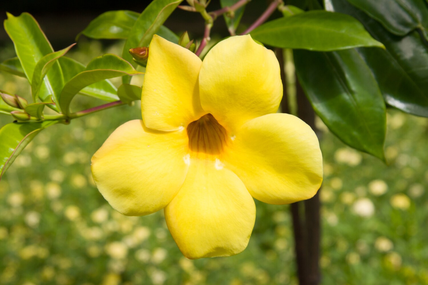 Direct Gardening 11343 vines - View #4