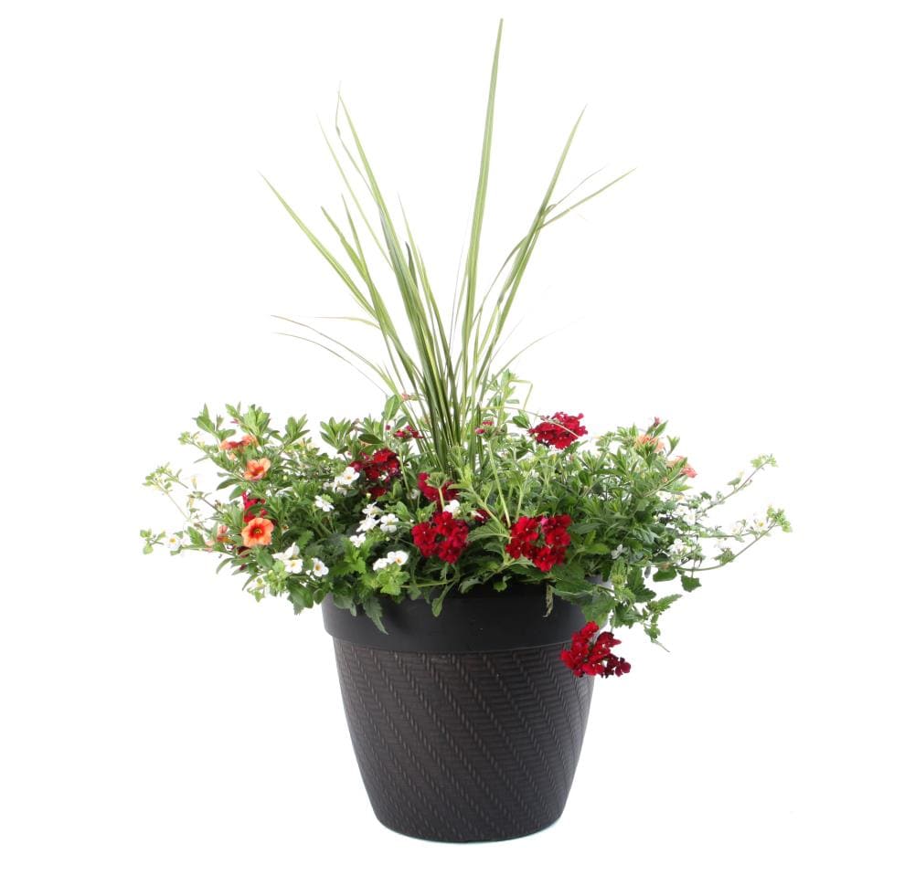 Lowe's NURSERY Multicolor Mixed Annuals Combinations Planter