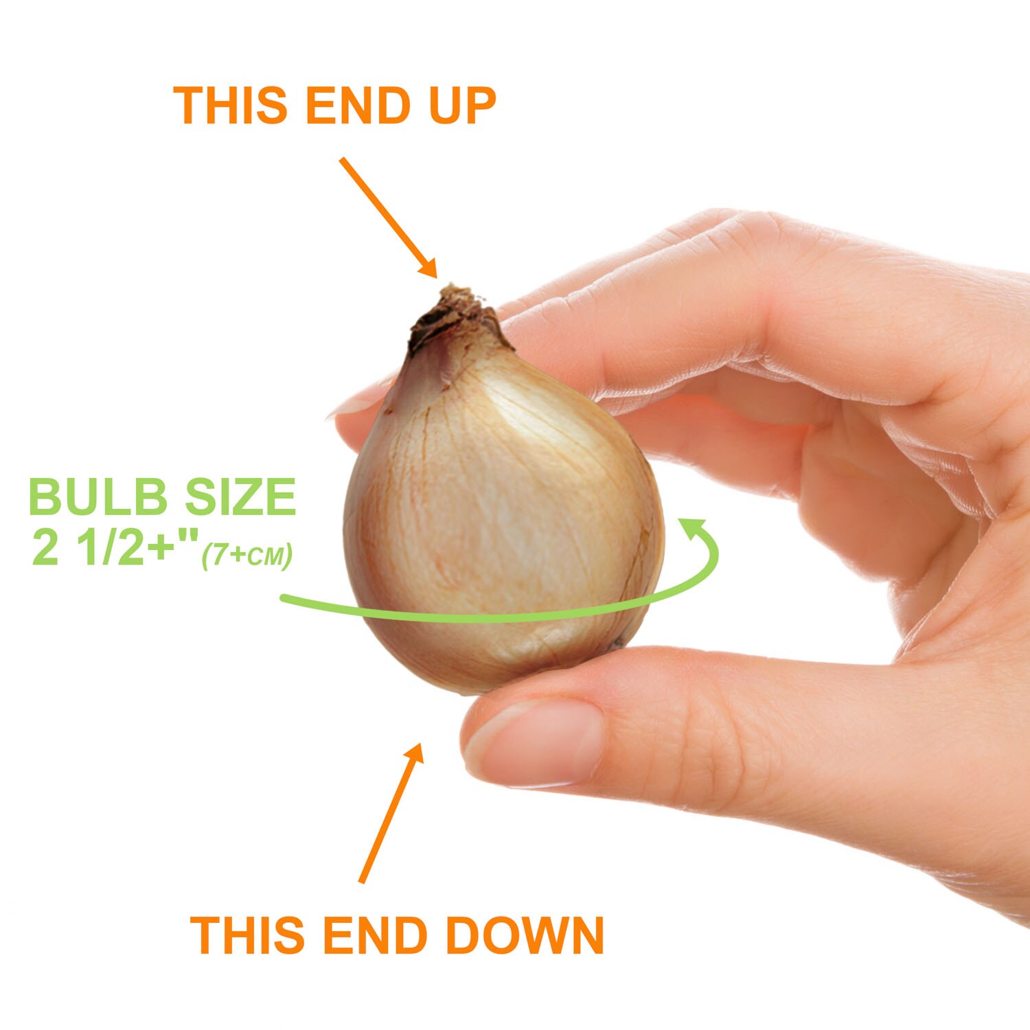 Garden State Bulb ECF-124-100-02 Plant-Bulbs - View #4