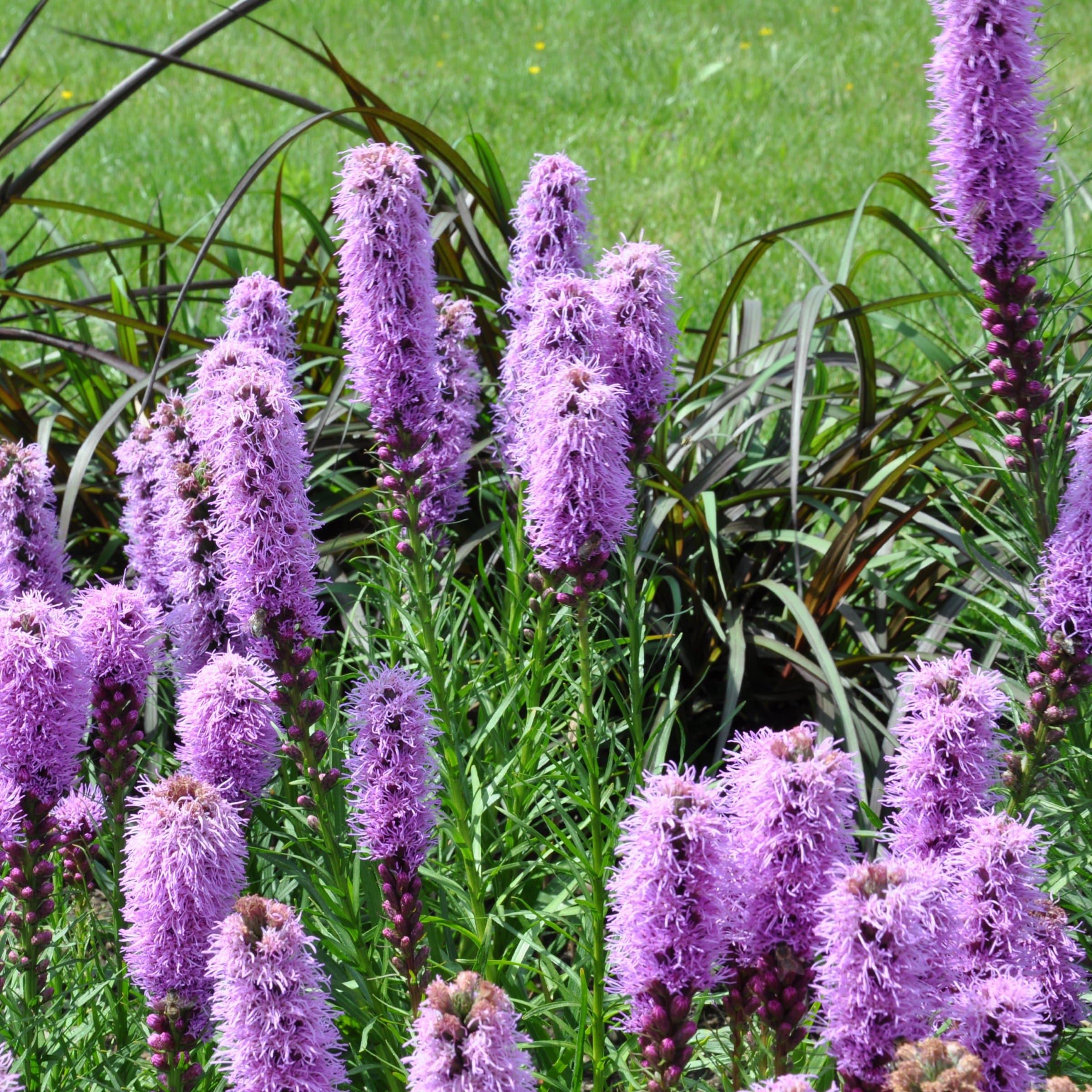 National Plant Network LW1904 perennials - View #6