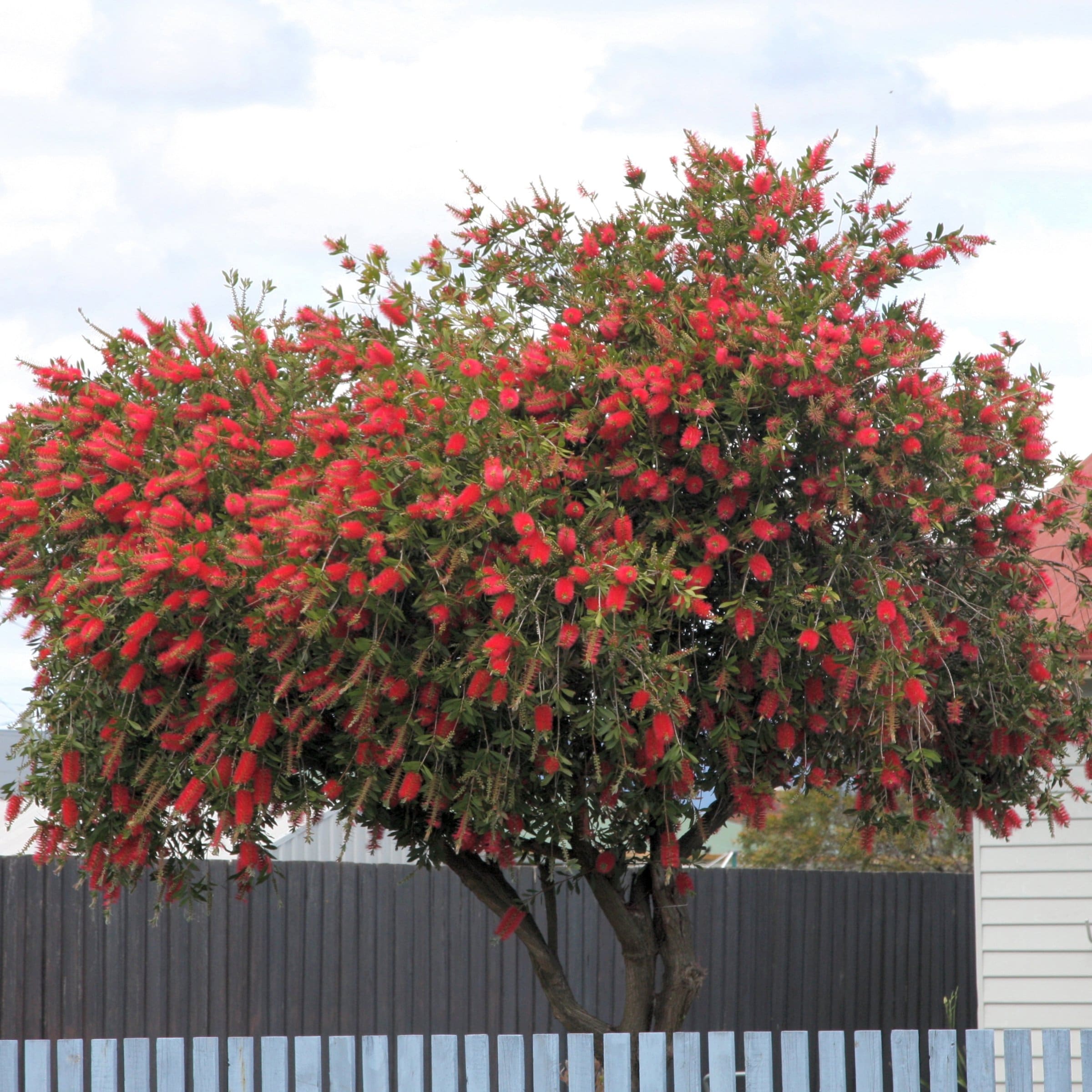 National Plant Network LW1822 trees - View #5