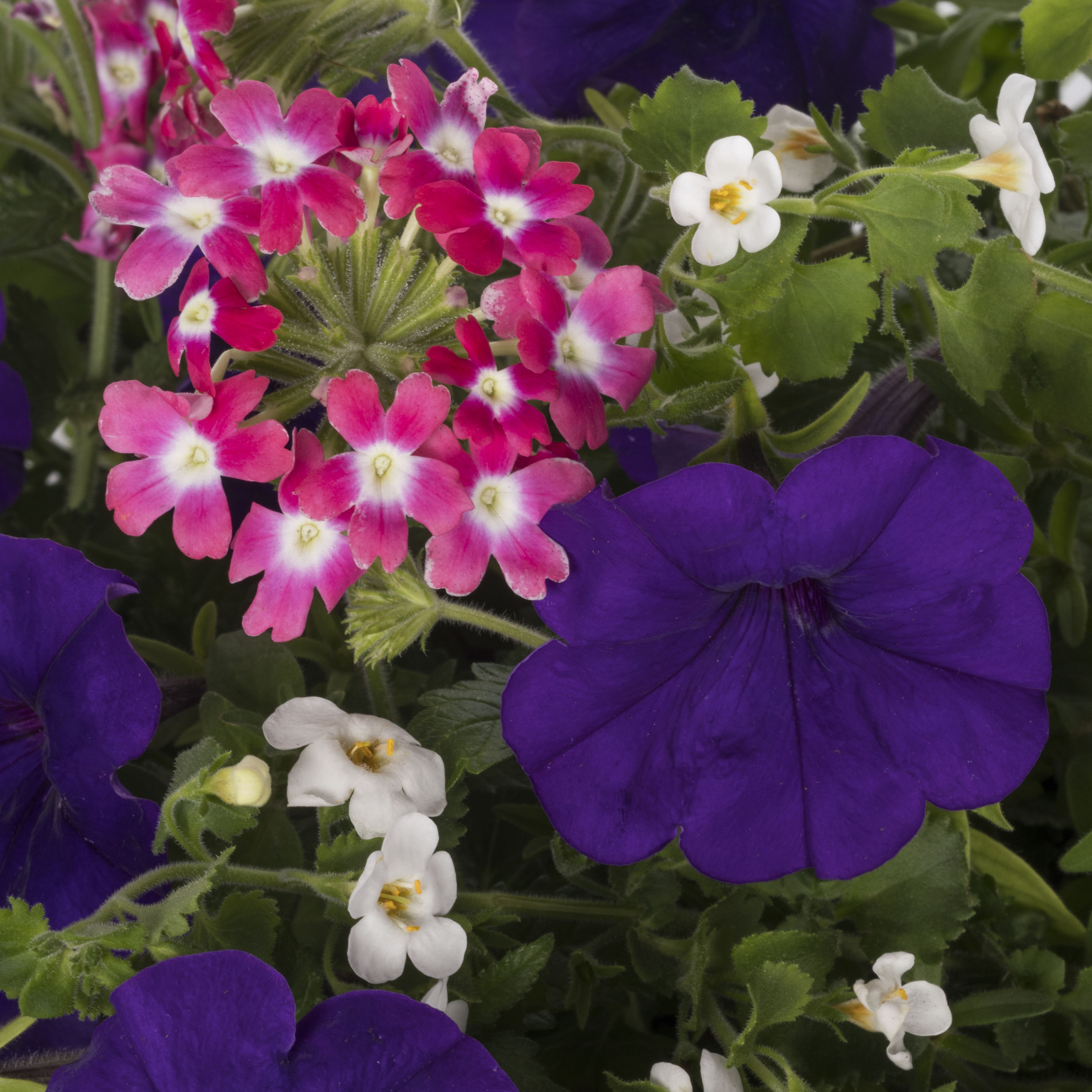 Lowe's NURSERY annuals - View #2