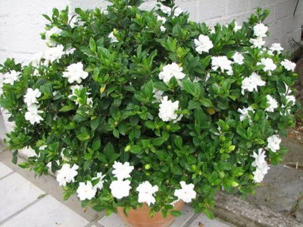 Lowe's 21280 White 6#8221 Gardenia Bush House plant in Quart(s) Pot 12.0 -Pack
