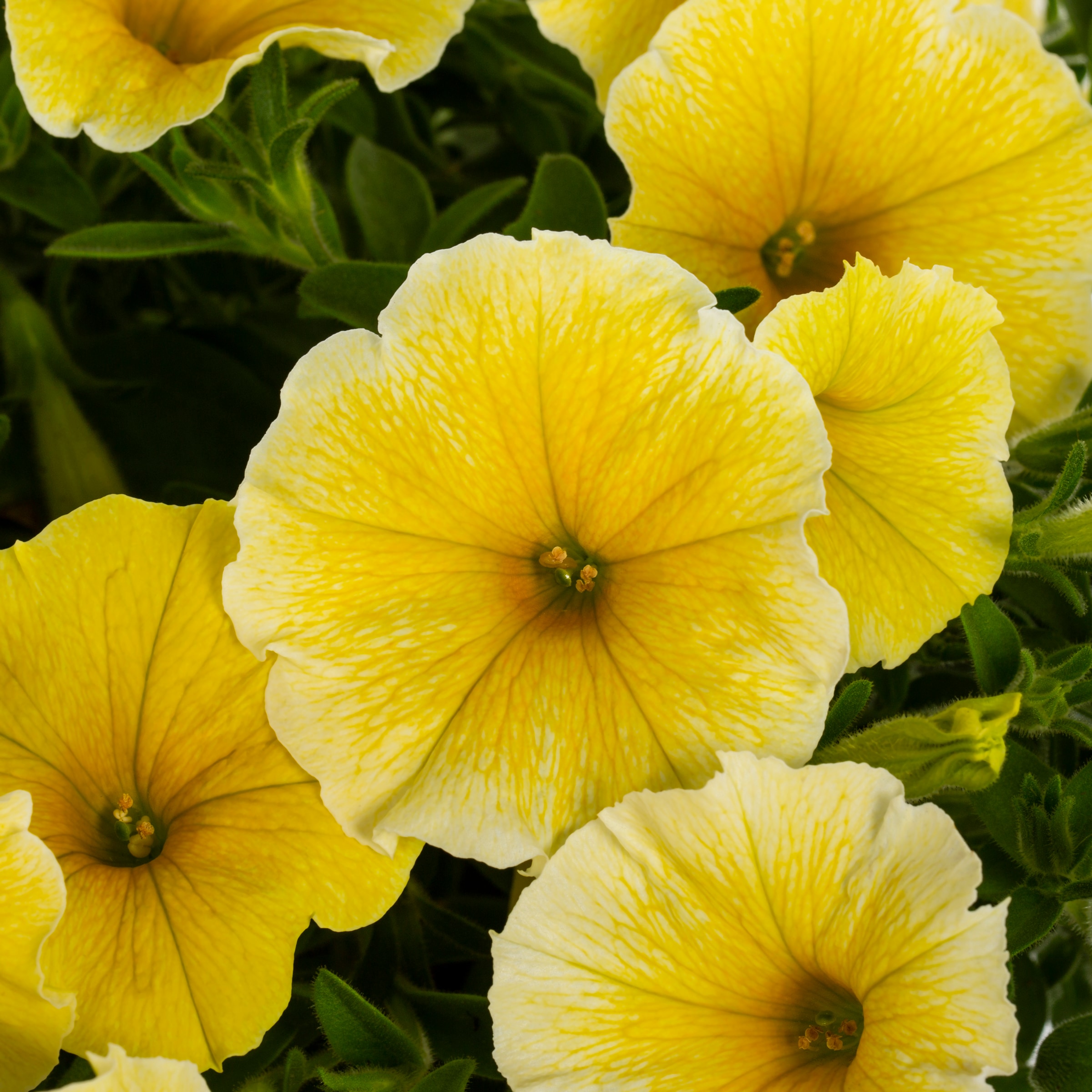 Lowe's Yellow Bees Knees Petunia in 1.5-Gallon Planter in the Annuals ...