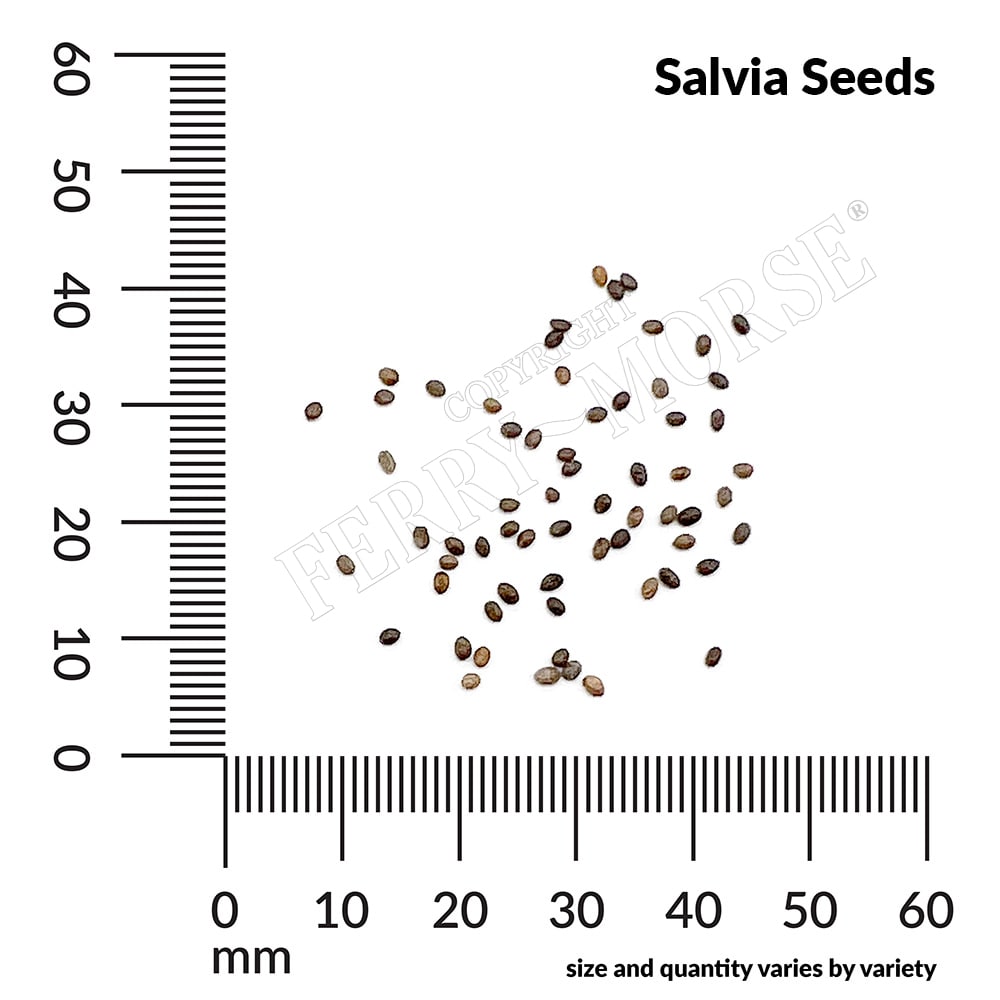 Ferry-Morse LC25.6401 seeds - View #4