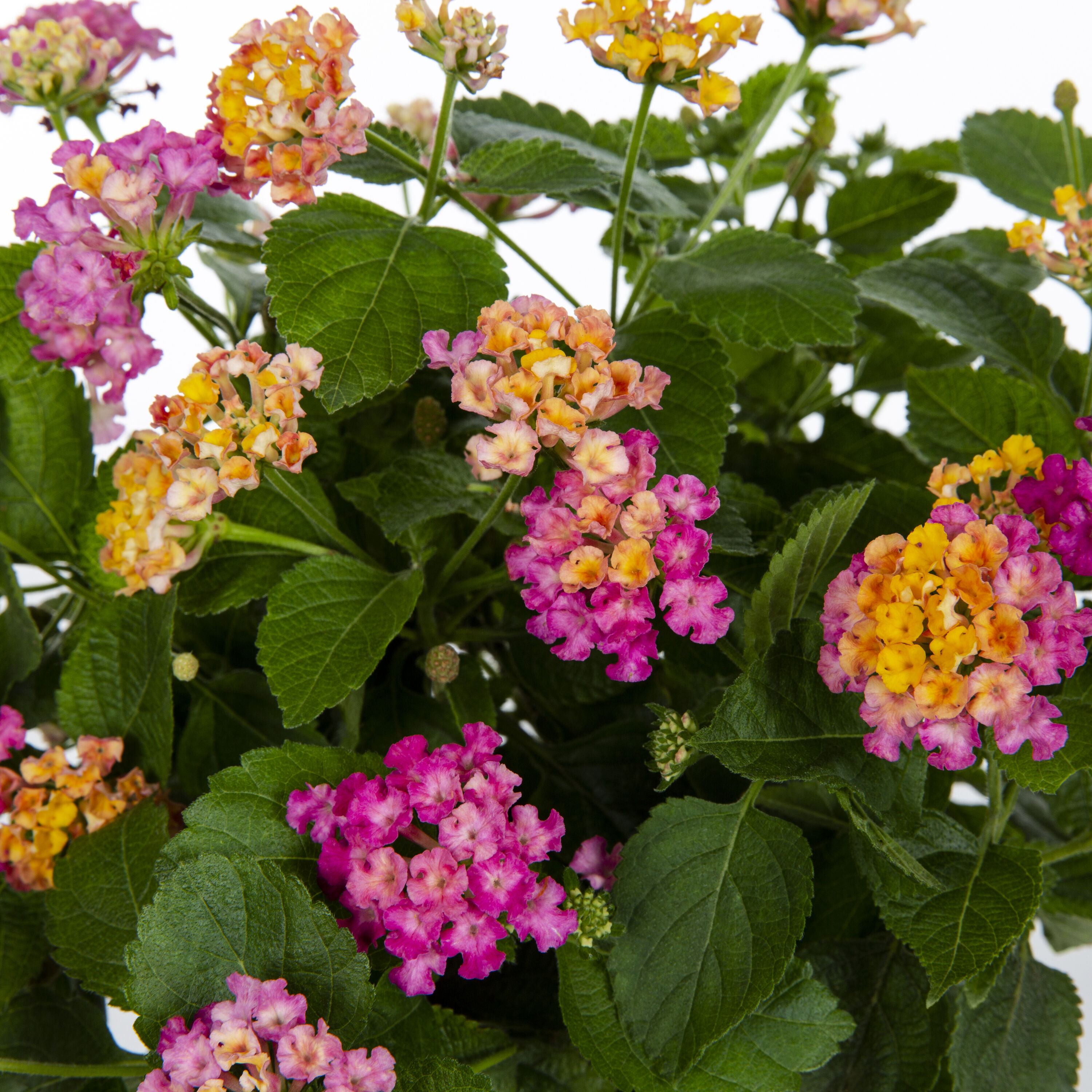 Monrovia 79168 annuals - View #2