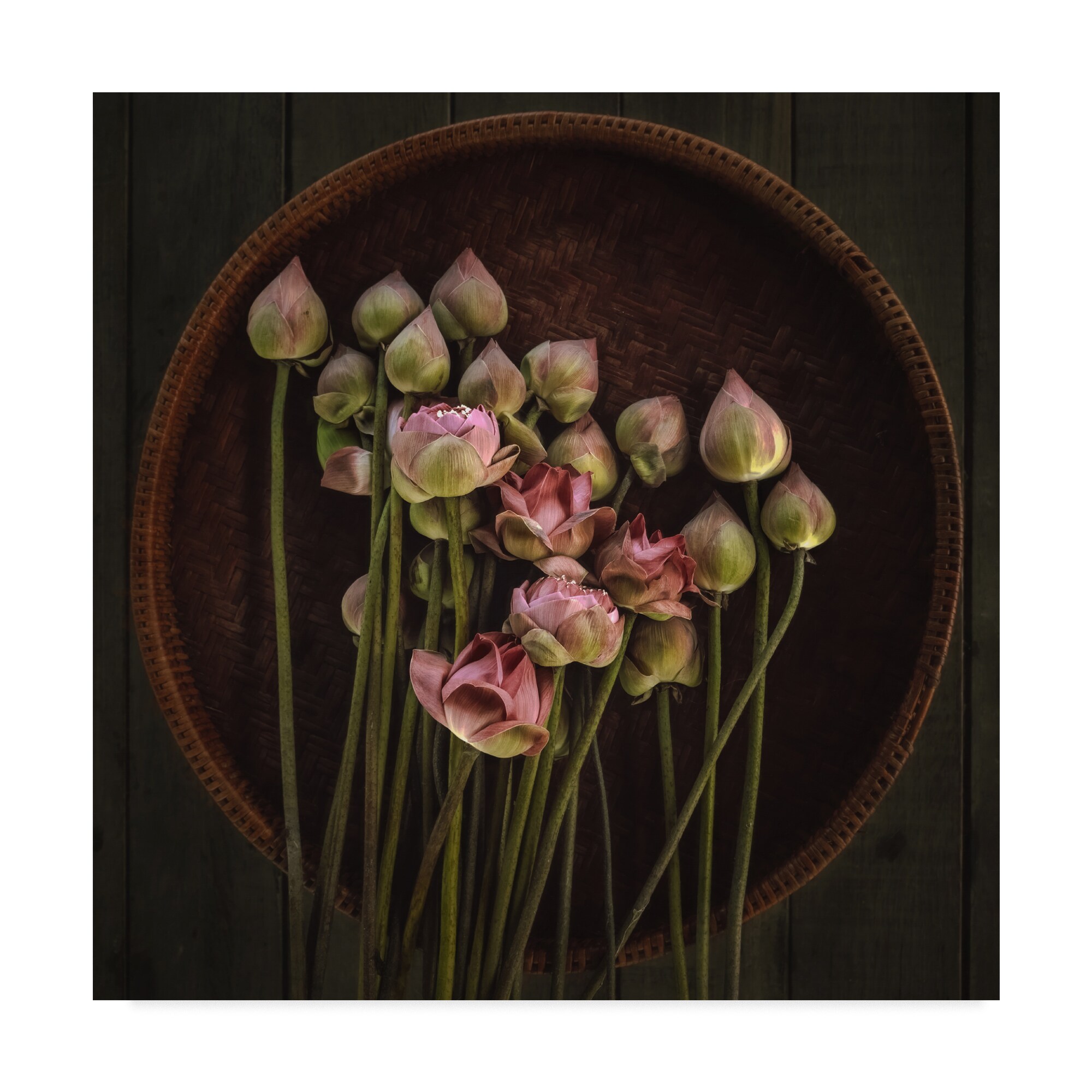 Trademark Fine Art 1X08101-C1818GG Adirek M "Lotus Bowl" 18x18 Canvas Art Adirek M Framed 18-Inches H x 18-Inches W Floral Canvas Print