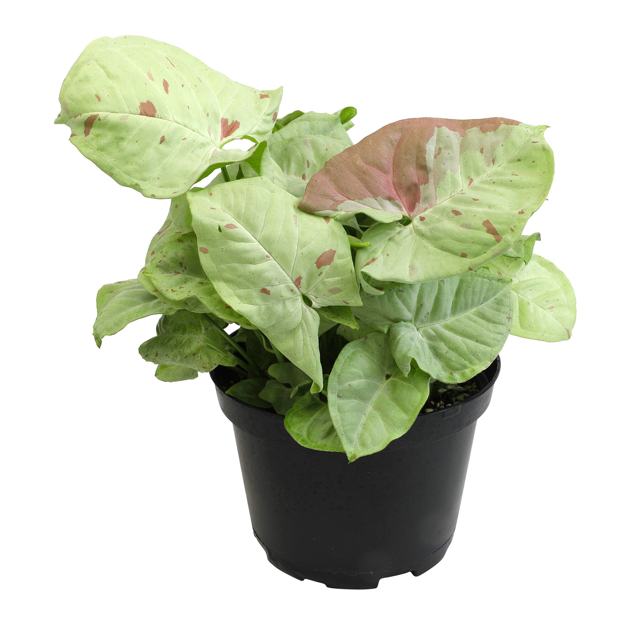 Altman Plants Milk Confetti Arrowhead Syngonium House plant in 6 Inch(es) Planter 1.0 -Pack