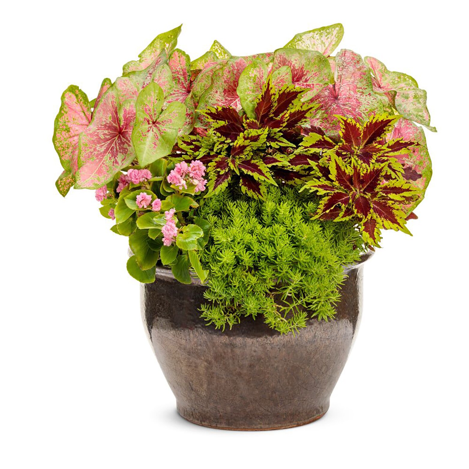 Proven Winners BETPRW2537504 annuals - View #4