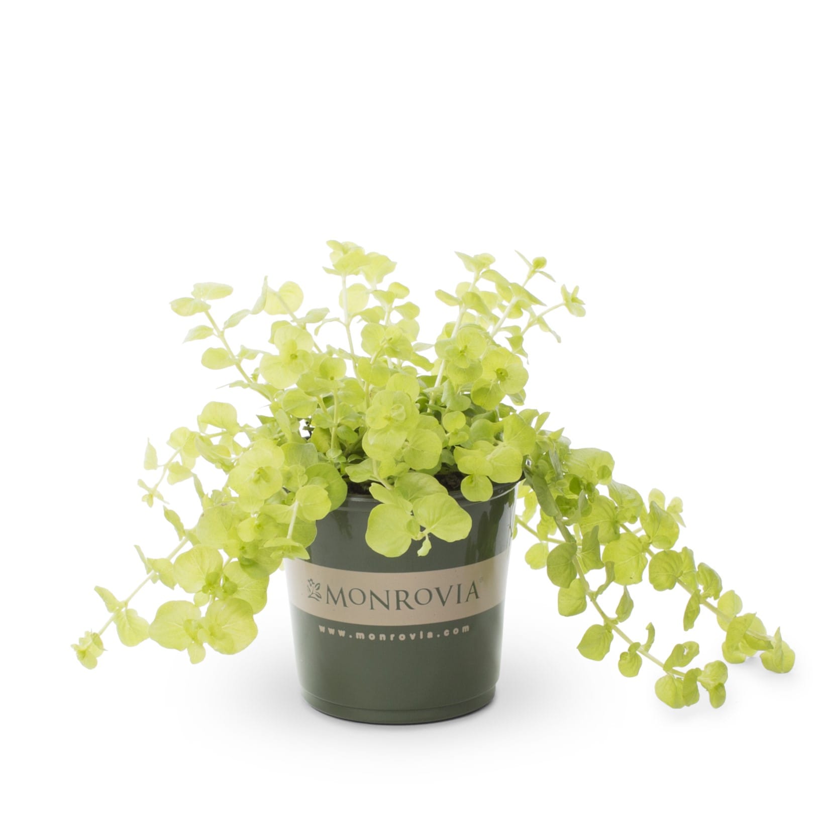 Monrovia NURSERY Yellow Lysimachia Creeping Jenny Plant in 1 -Pint Pot 1 -Pack