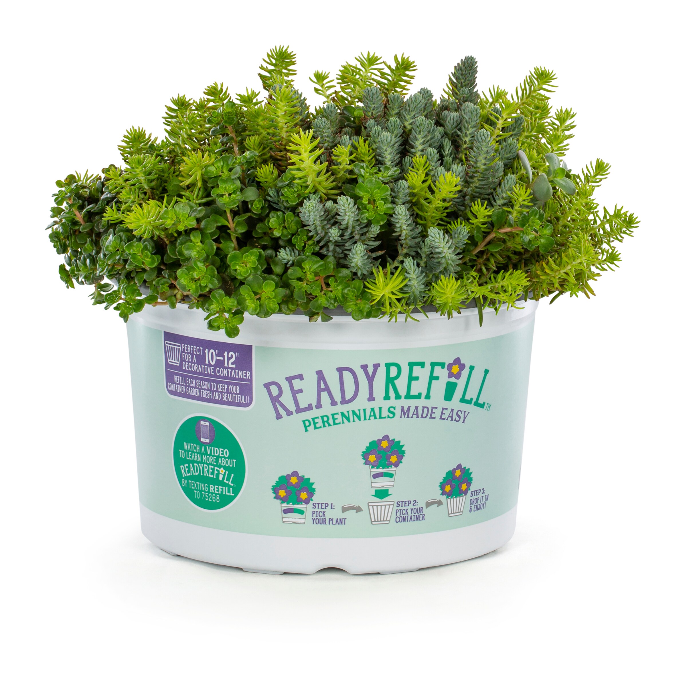 Lowe's Multicolor Stonecrop Plant in 1.5-Gallon Pot in the Perennials ...