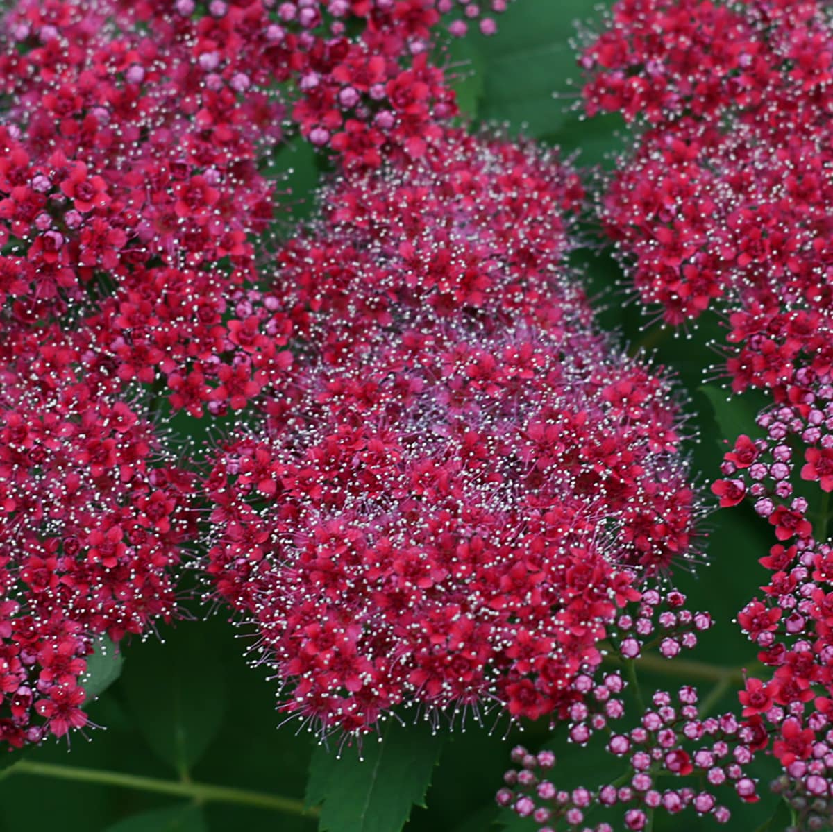 indre erotisk Understrege Proven Winners Red Double Play Red Spirea Flowering Shrub in 2-Gallon (s)  Pot in the Shrubs department at Lowes.com