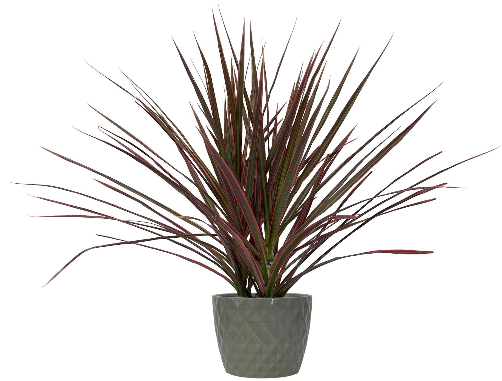 Dracaena Marginata Bush House Plant in 1.25-Quart at