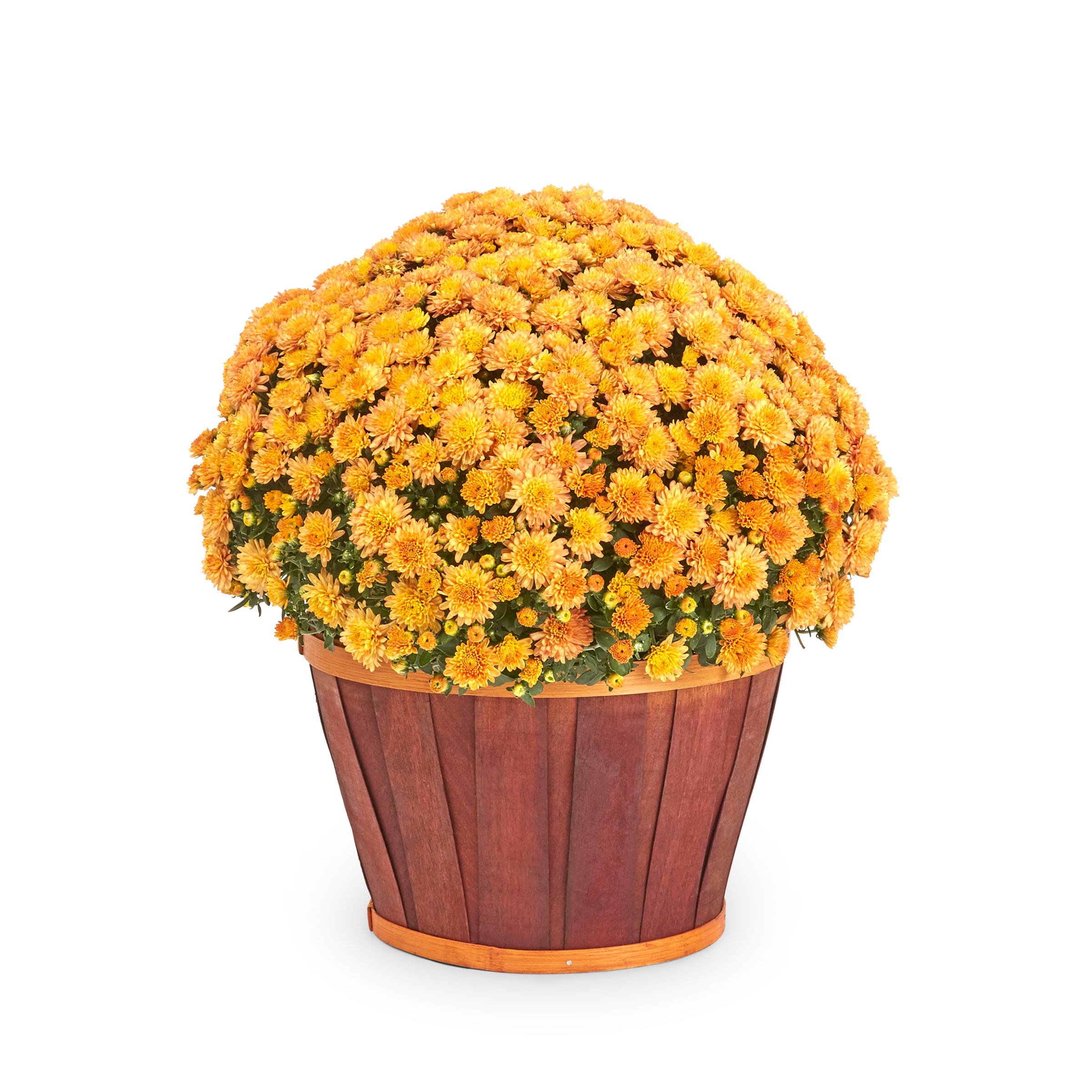 Lowe's NURSERY Orange Mum in 1.5-Gallon Planter