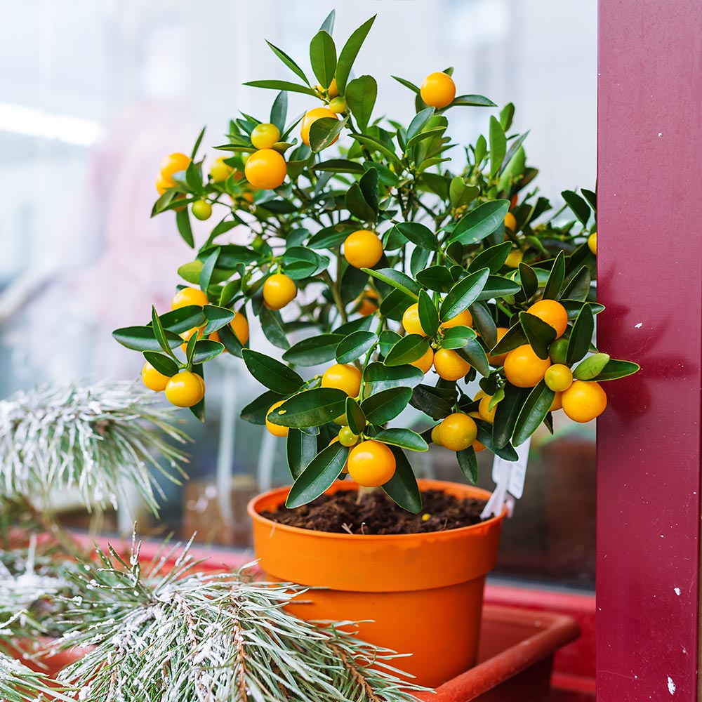 Brighter Blooms 12725 Fruit-Plants - View #3