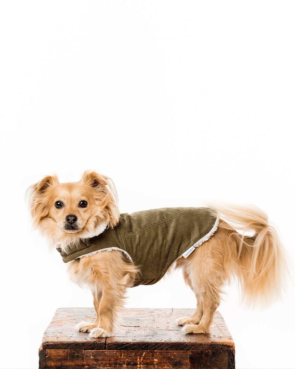Modernbeast DAF19014 Dog-Apparel - View #2
