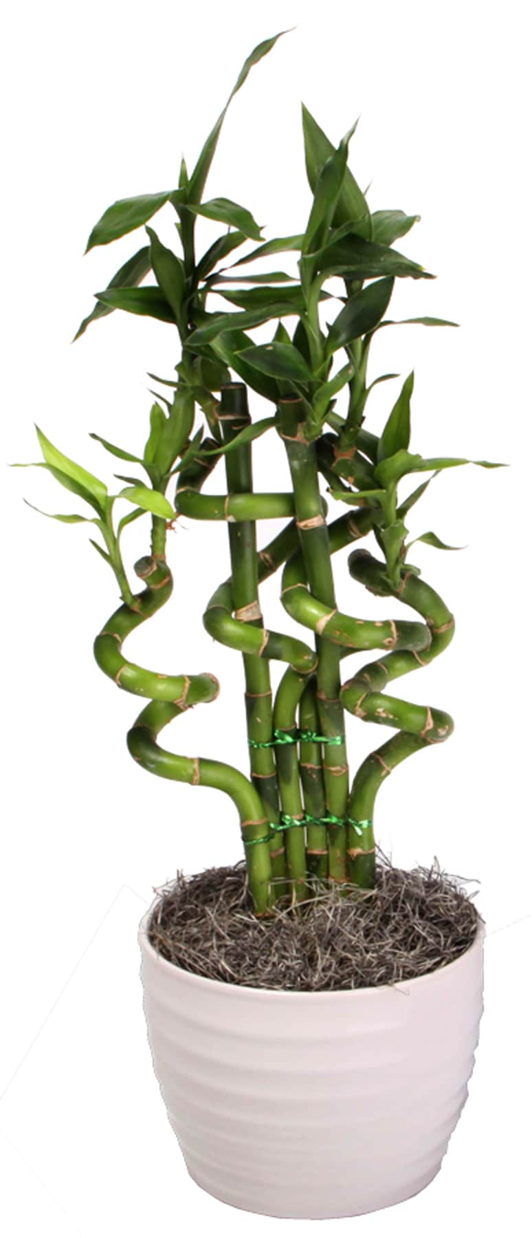  LO7W Purple Lucky Bamboo Happy House Plant in 1.25-Quart Pot