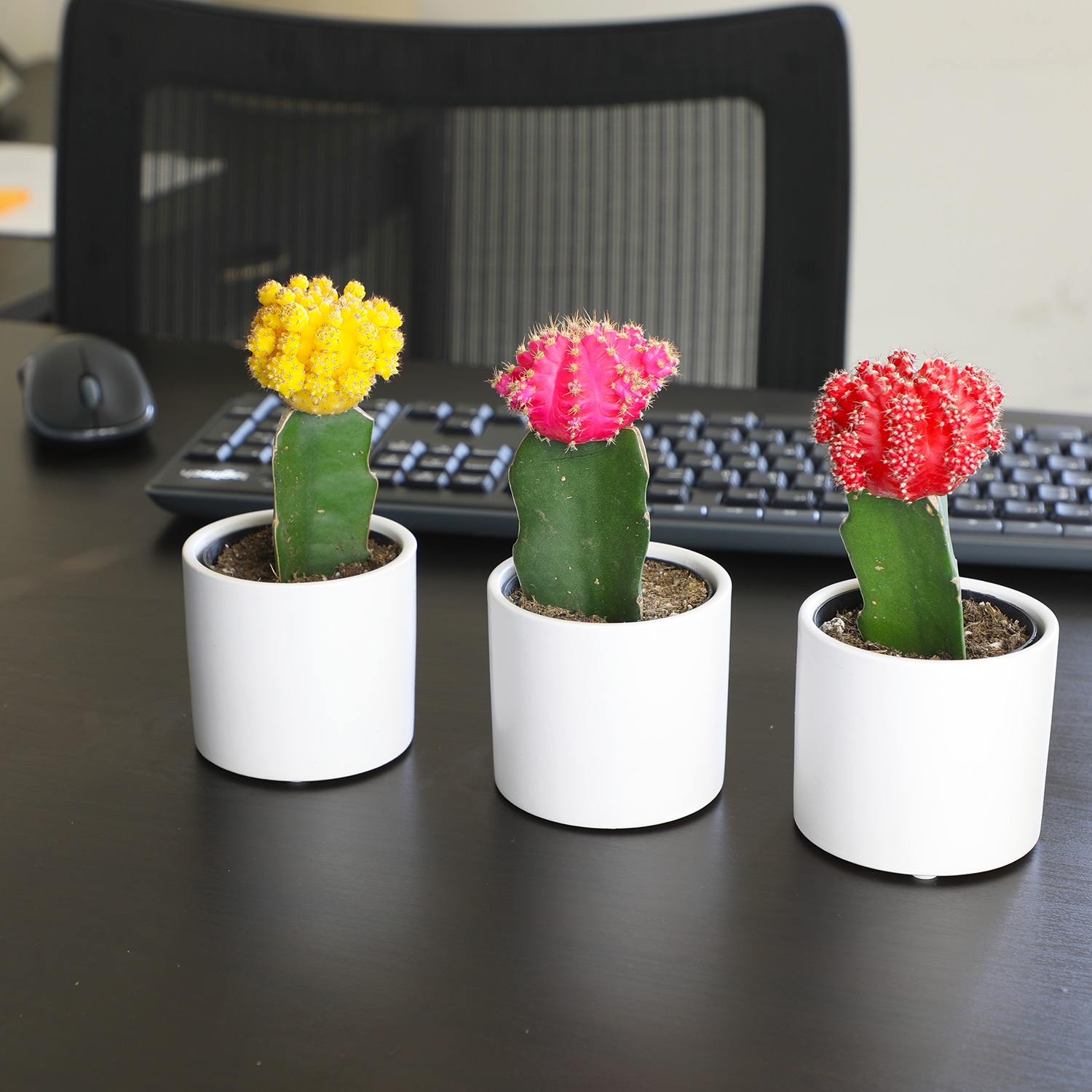 Altman Plants 0872545 Cacti-Succulents - View #4