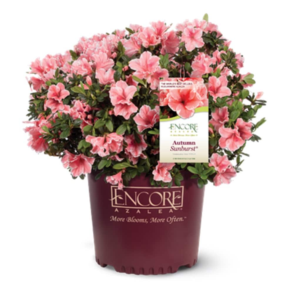 Encore Azalea 80691 Autumn Sunburst Azalea Flowering Shrub in 1 -Gallon Pot 1 -Pack with Multicolor Blooms