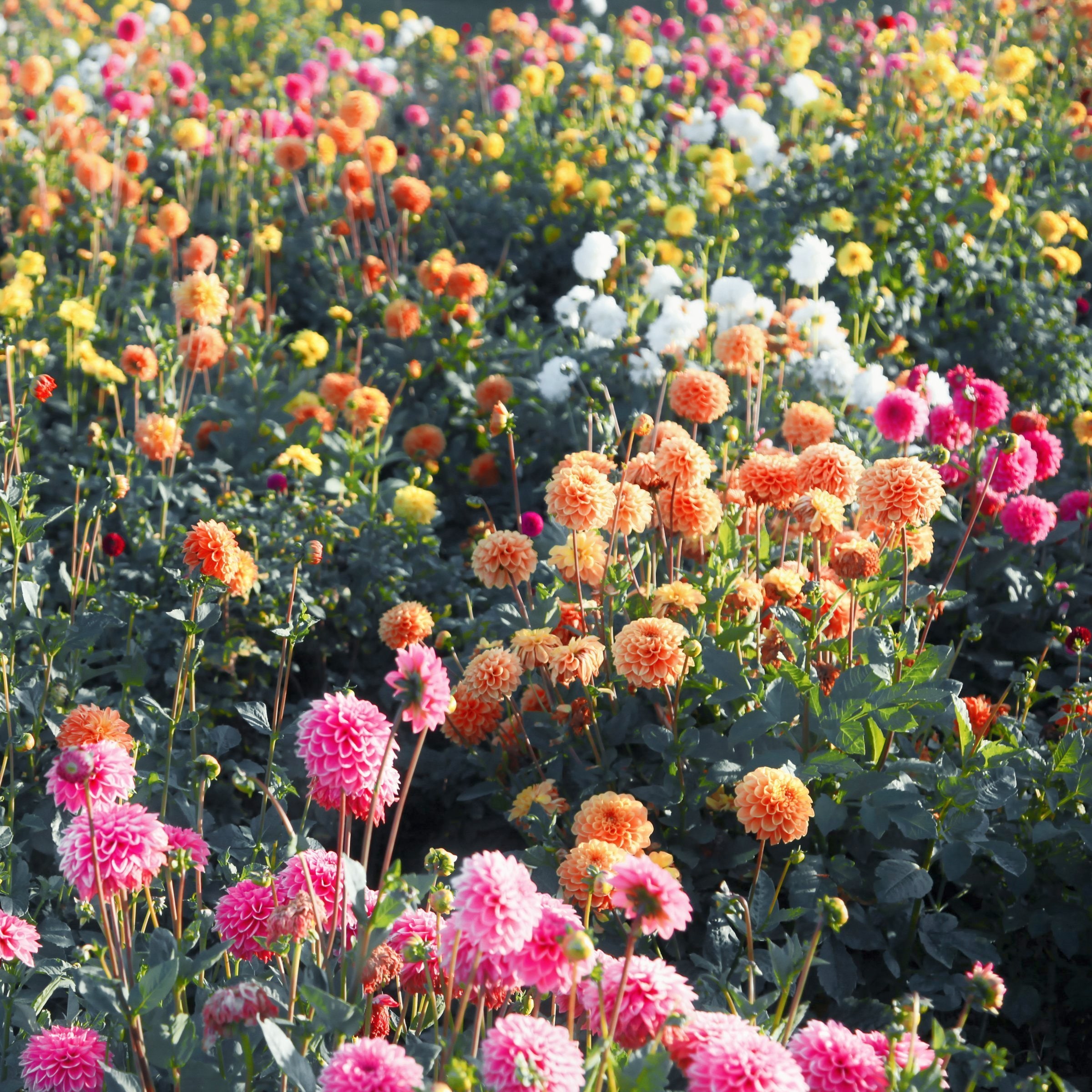 National Plant Network LW3420 Plant-Bulbs - View #4