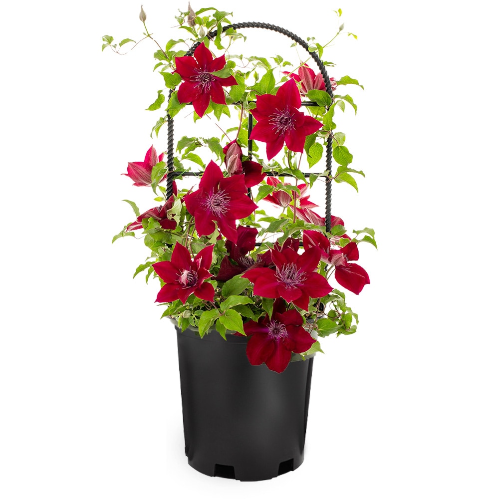 Monrovia 3.58 -Gallon Pot Leather flower