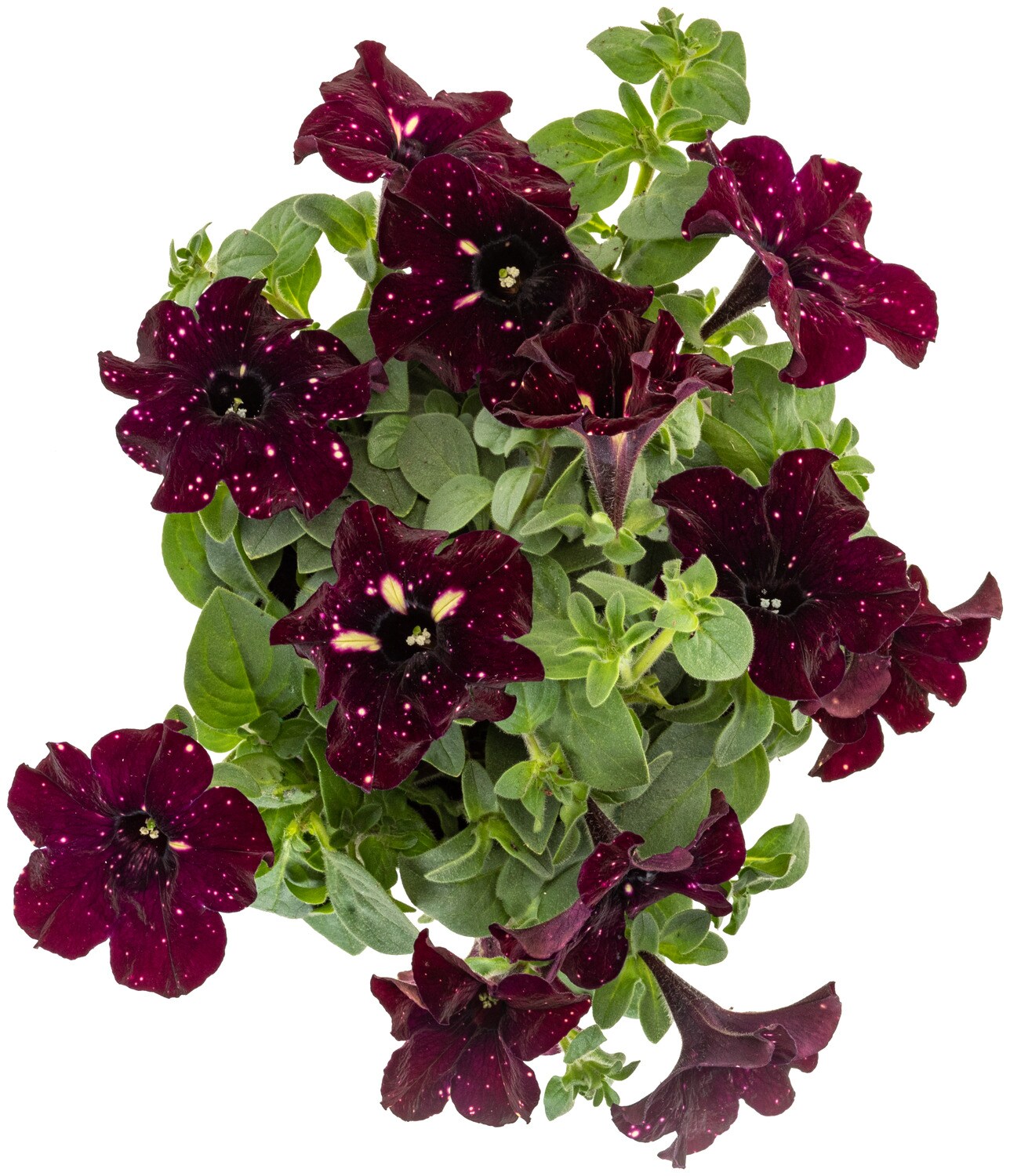 Miracle-Gro 201298 annuals - View #3