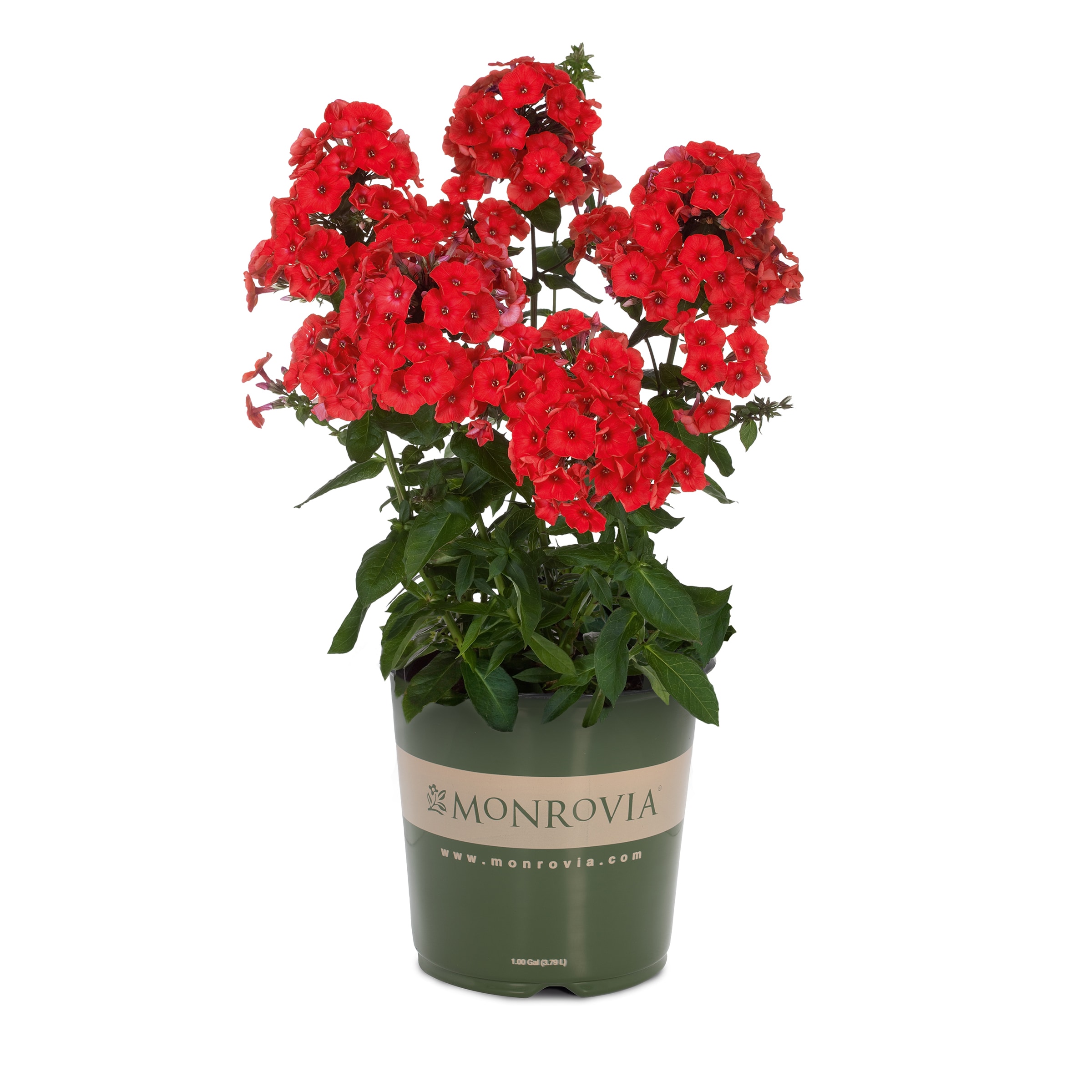 Red Flame® Garden Phlox Plants, Bulbs & Seeds Near Me at Lowes.com