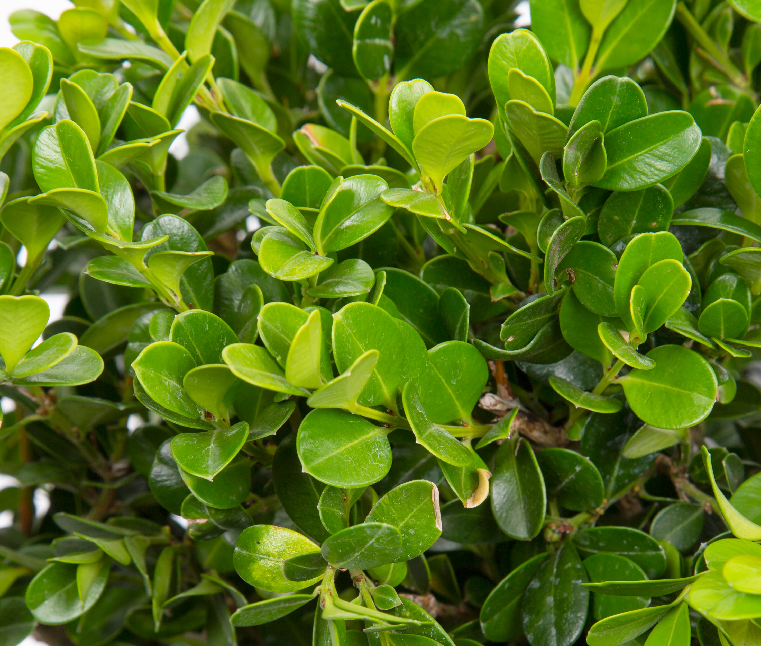 Lowe's 4906560 shrubs - View #2
