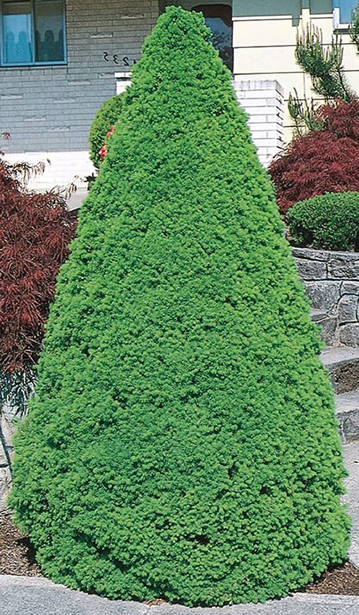 Holiday Living NURSERY Dwarf Alberta Spruce Feature Shrub in In pot (with soil) Insignificant