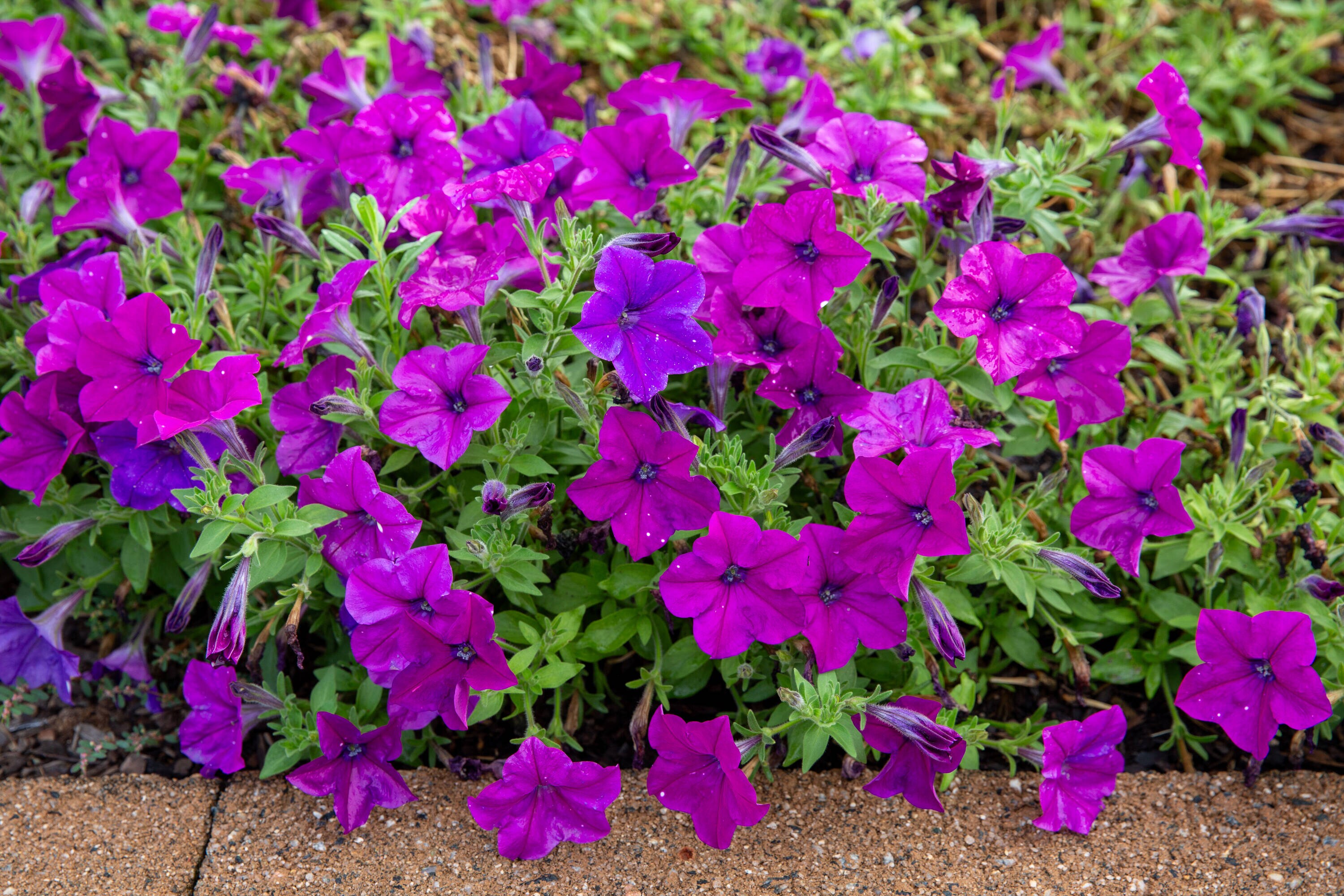 Metrolina Greenhouses 4663 annuals - View #3