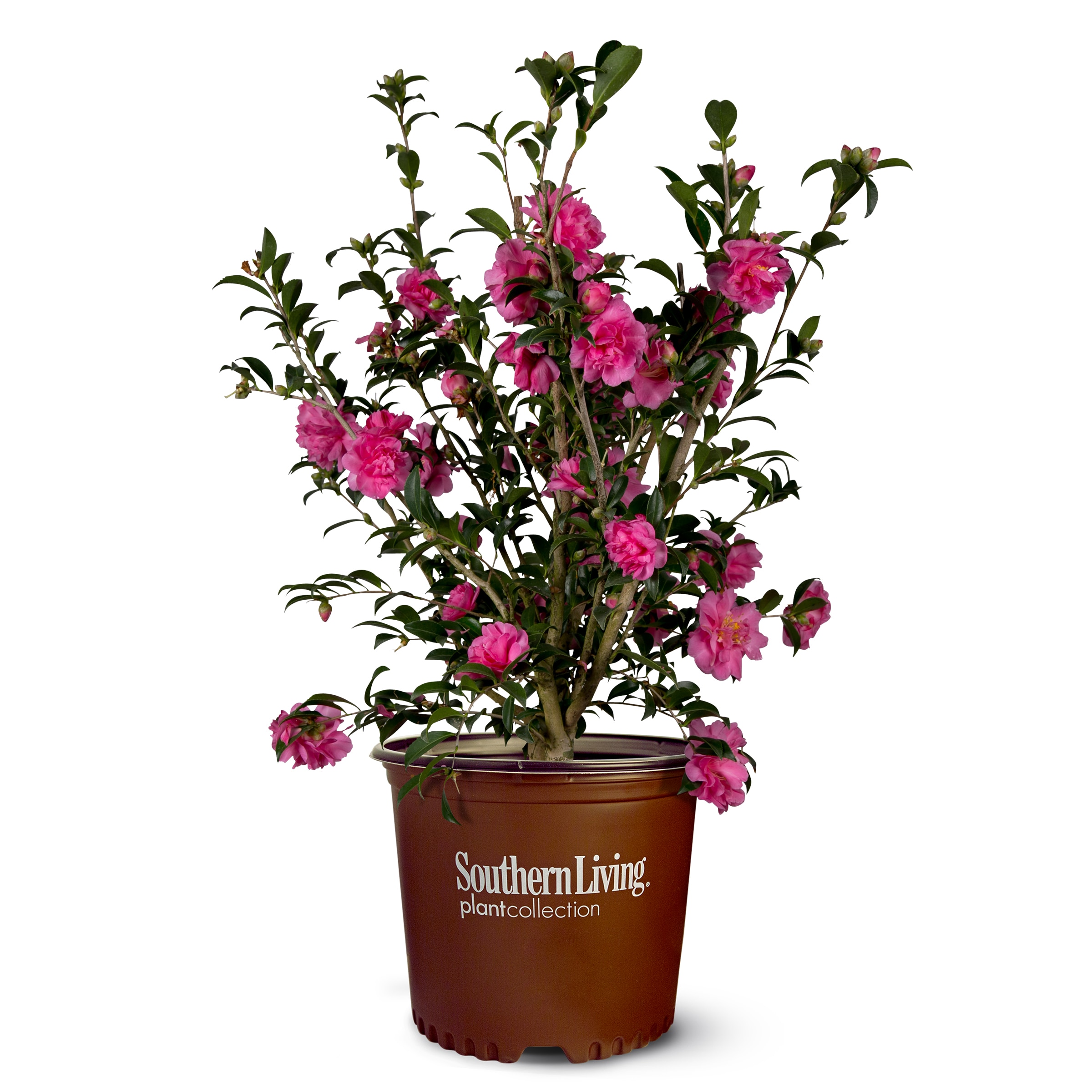 20.20 Gallon Red Alabama Beauty Camellia Flowering Shrub in Pot in ...