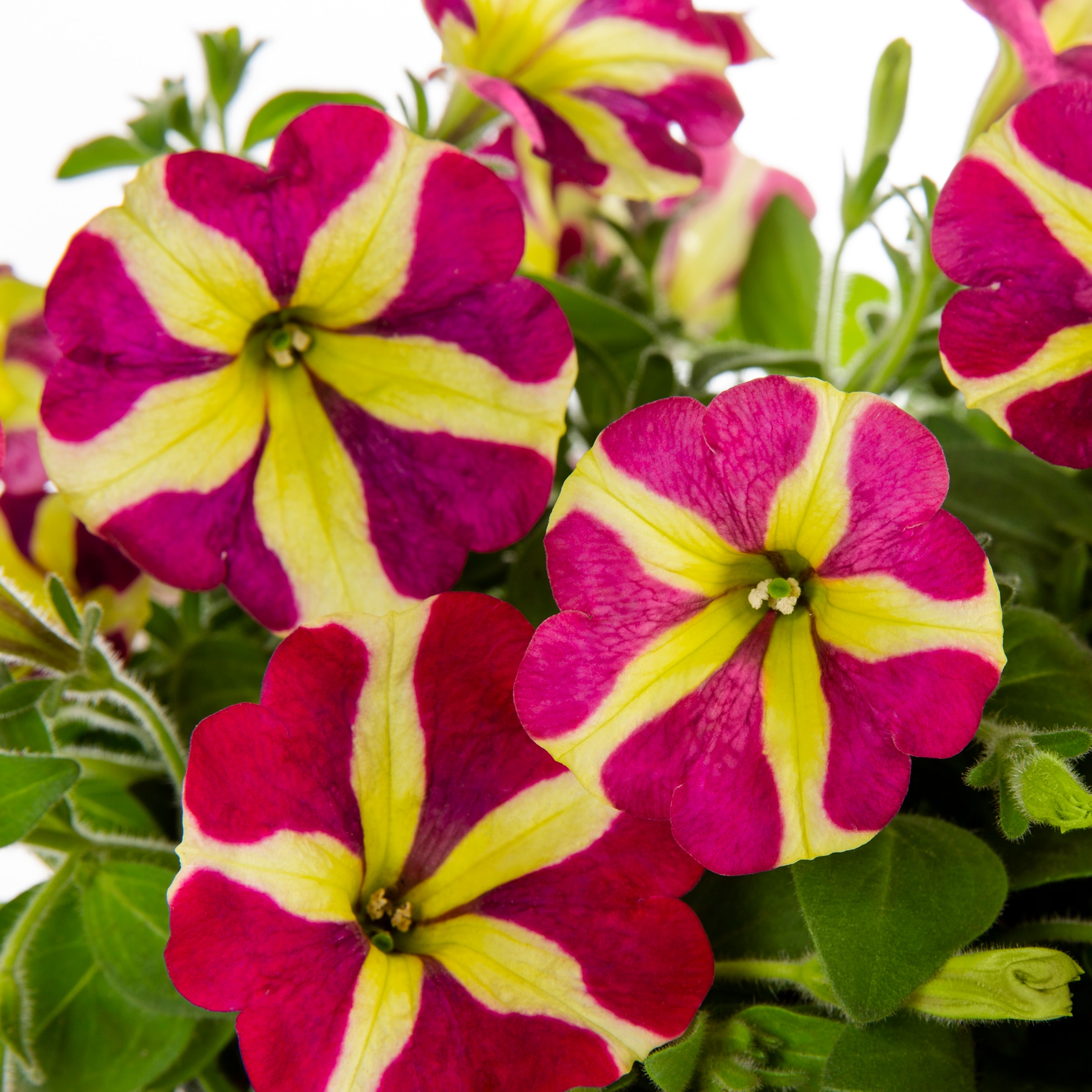 Lowe's NURSERY annuals - View #2