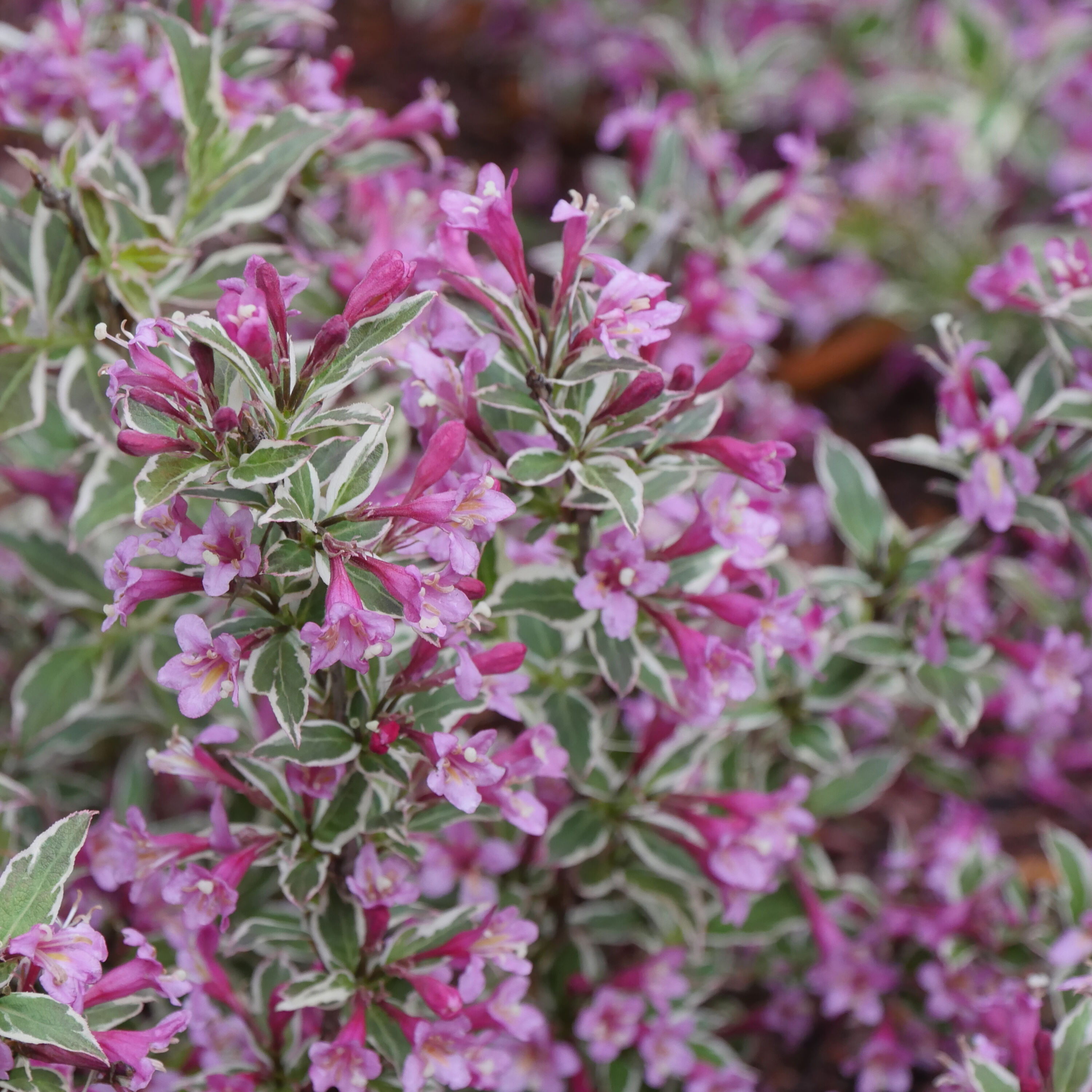 Proven Winners WEIPRC1117800 Purple My Monet Purple Effect Weigela Flowering Shrub in 1-Quart Pot