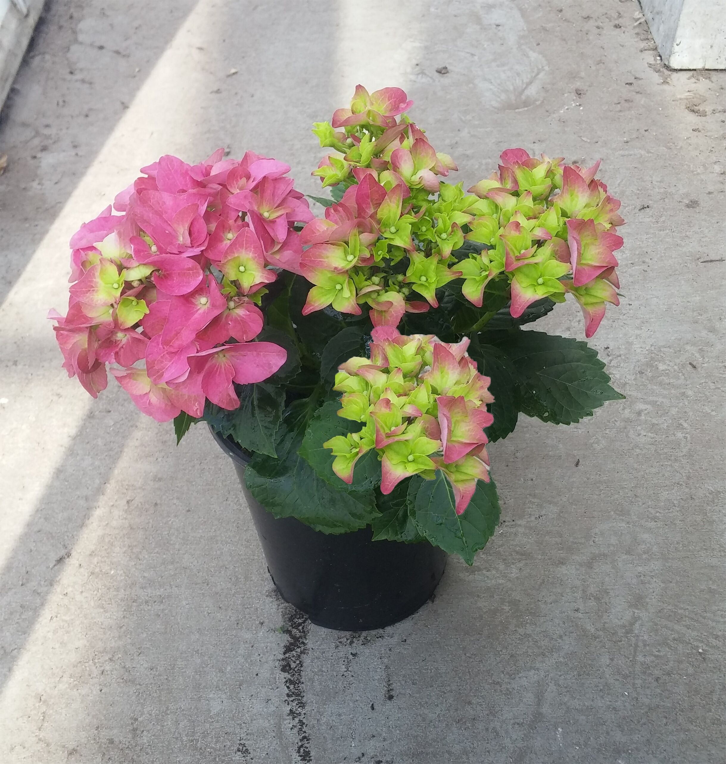  1059 shrubs - View #6