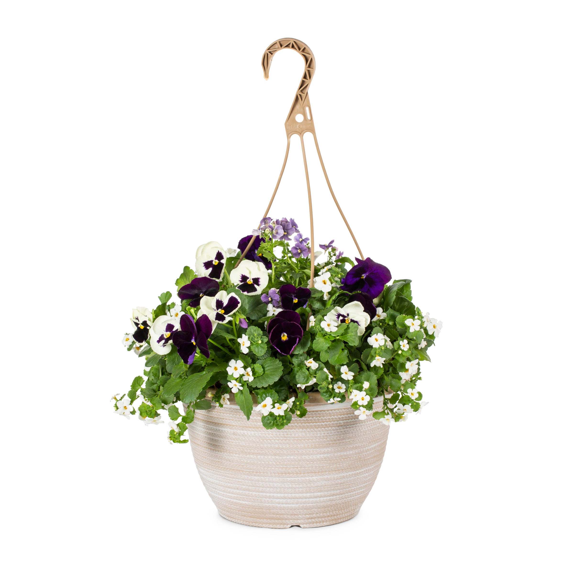 Lowe's Multicolor Mixed Annuals in 2-Gallon Hanging Basket in the ...