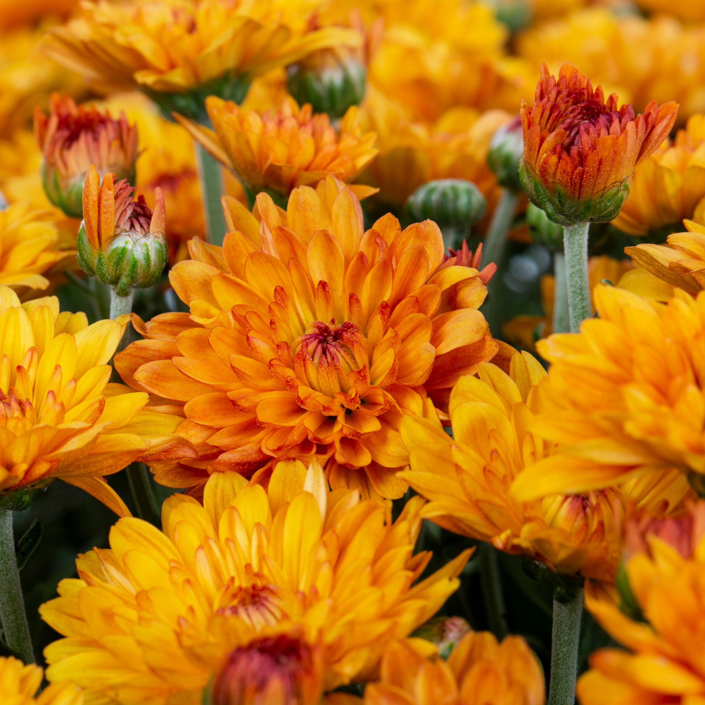 Lowe's Orange Mum in 2.5-Gallon Planter in the Annuals department at ...