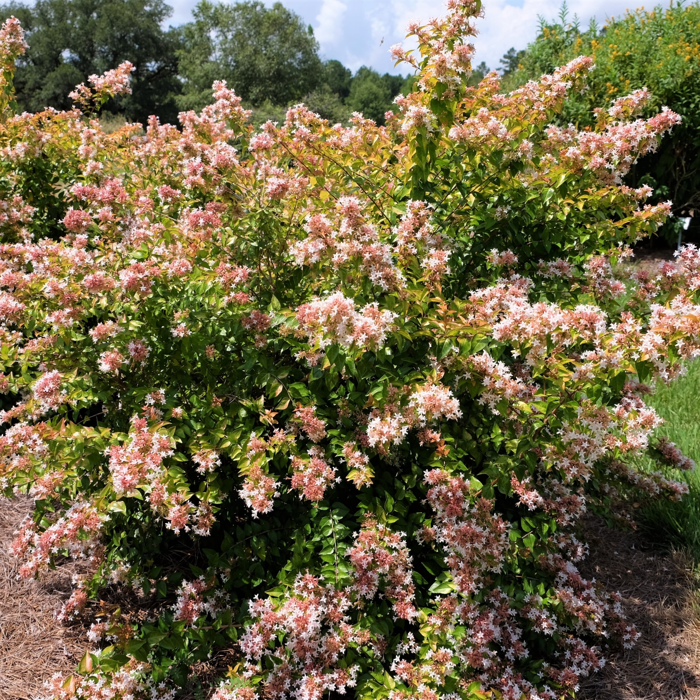 National Plant Network LW2210 shrubs - View #2