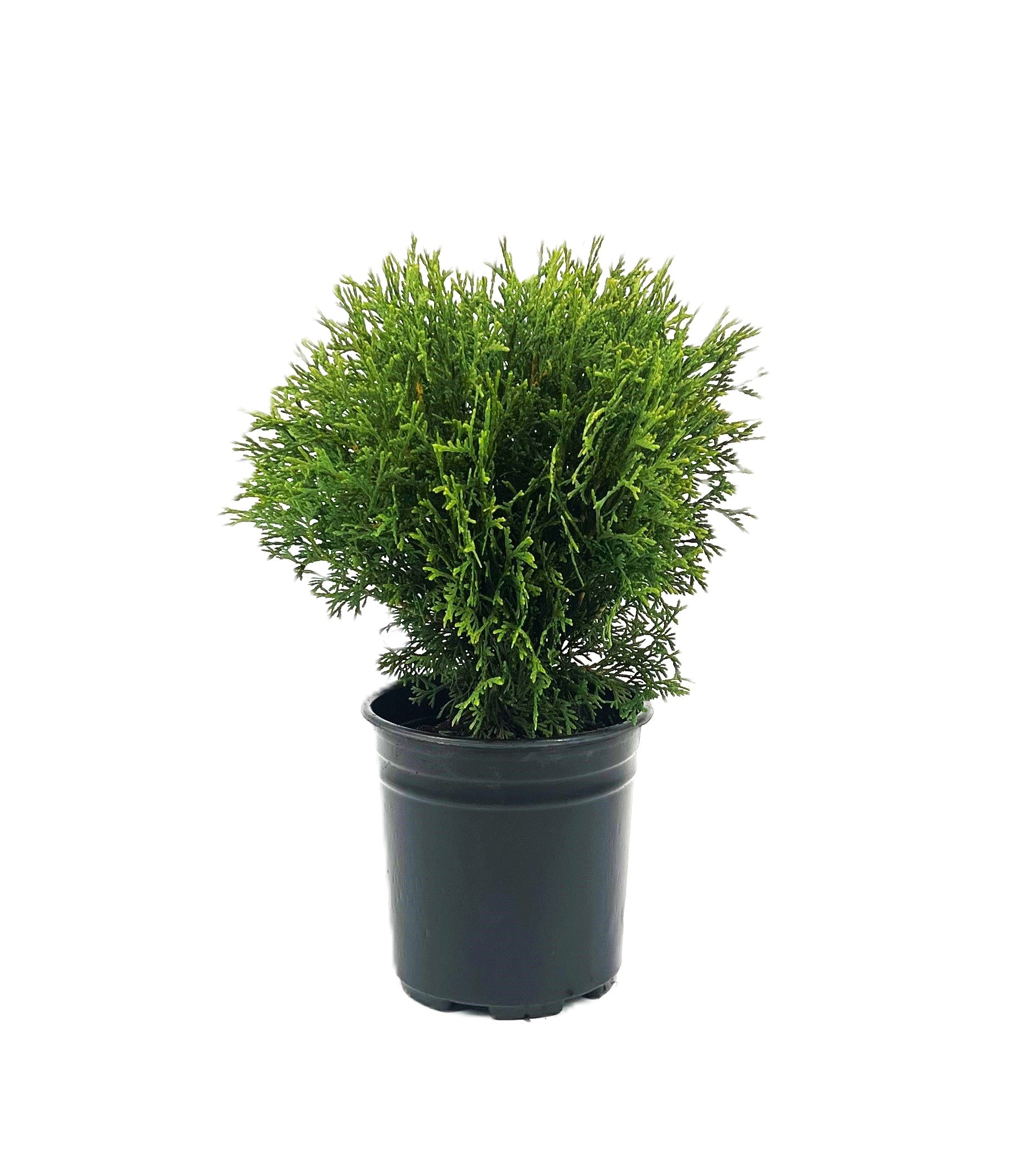  O882201 Hetz Midget Arborvitae Accent Shrub in 2.5 -Quart Pot 1 -Pack