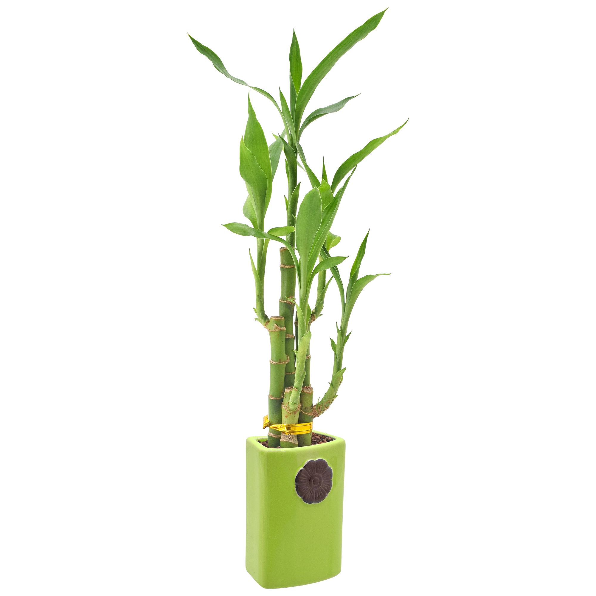 Arcadia Garden Products LV28 hseplants - View #2