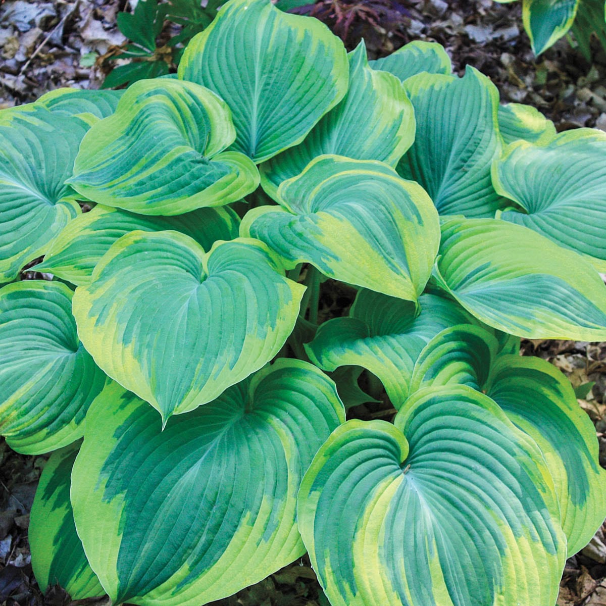 Breck's 89511 perennials - View #2