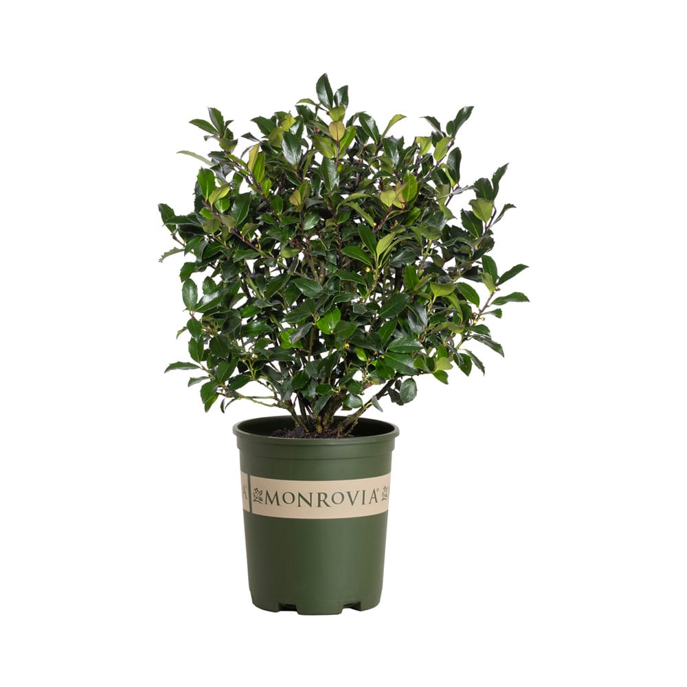 Monrovia - 2.6 -Quart Holly LittleOne Blue Foundation/Hedge Shrub with White Blooms 1 -Pack