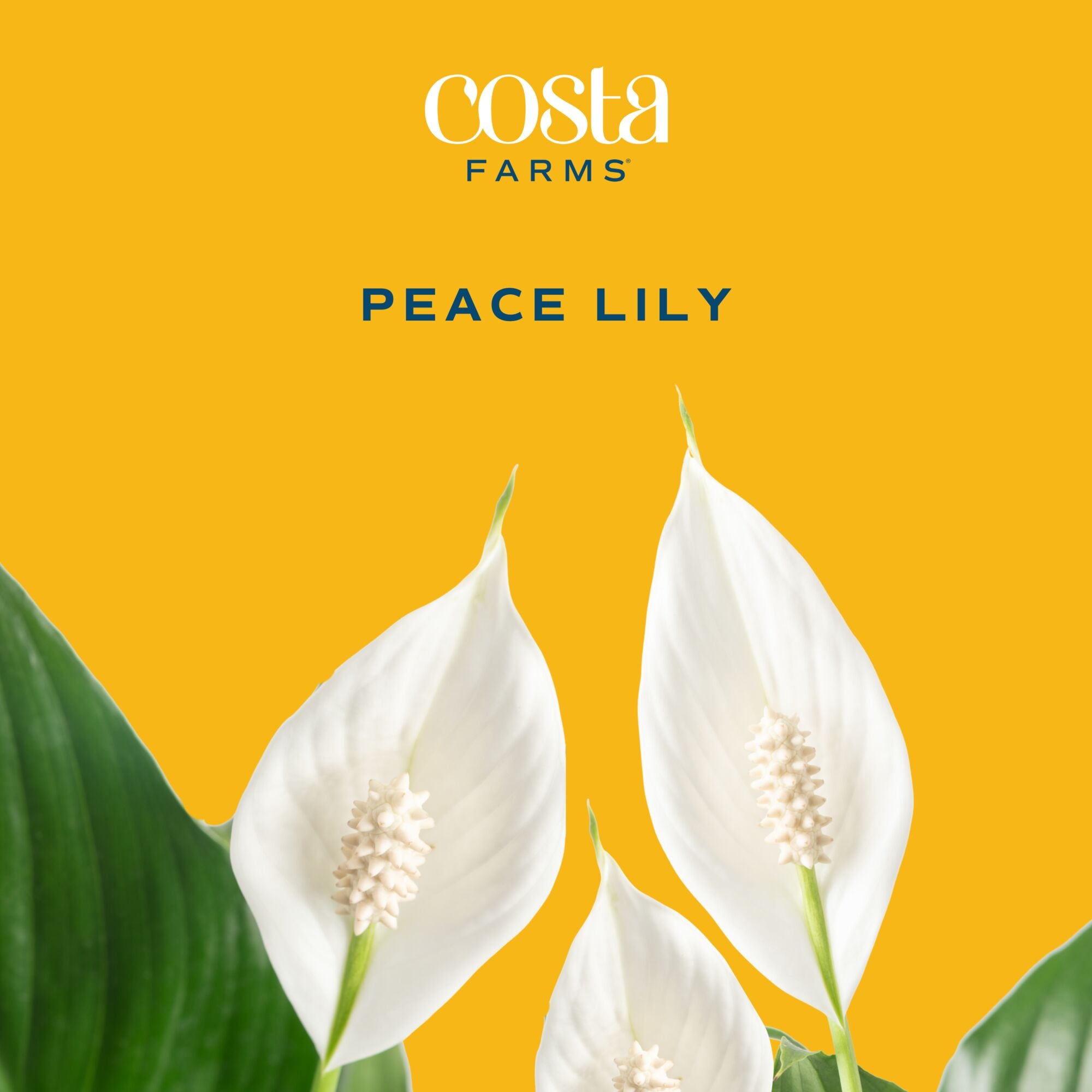 Costa Farms L-SPA-P-BKR-01-LW hseplants - View #3