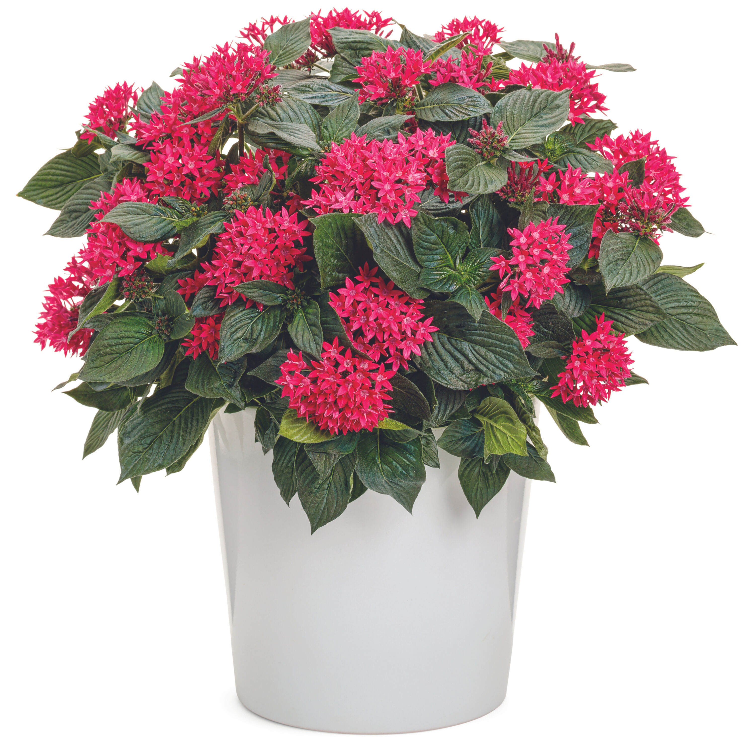 Proven Winners PENPRW2027504 annuals - View #5