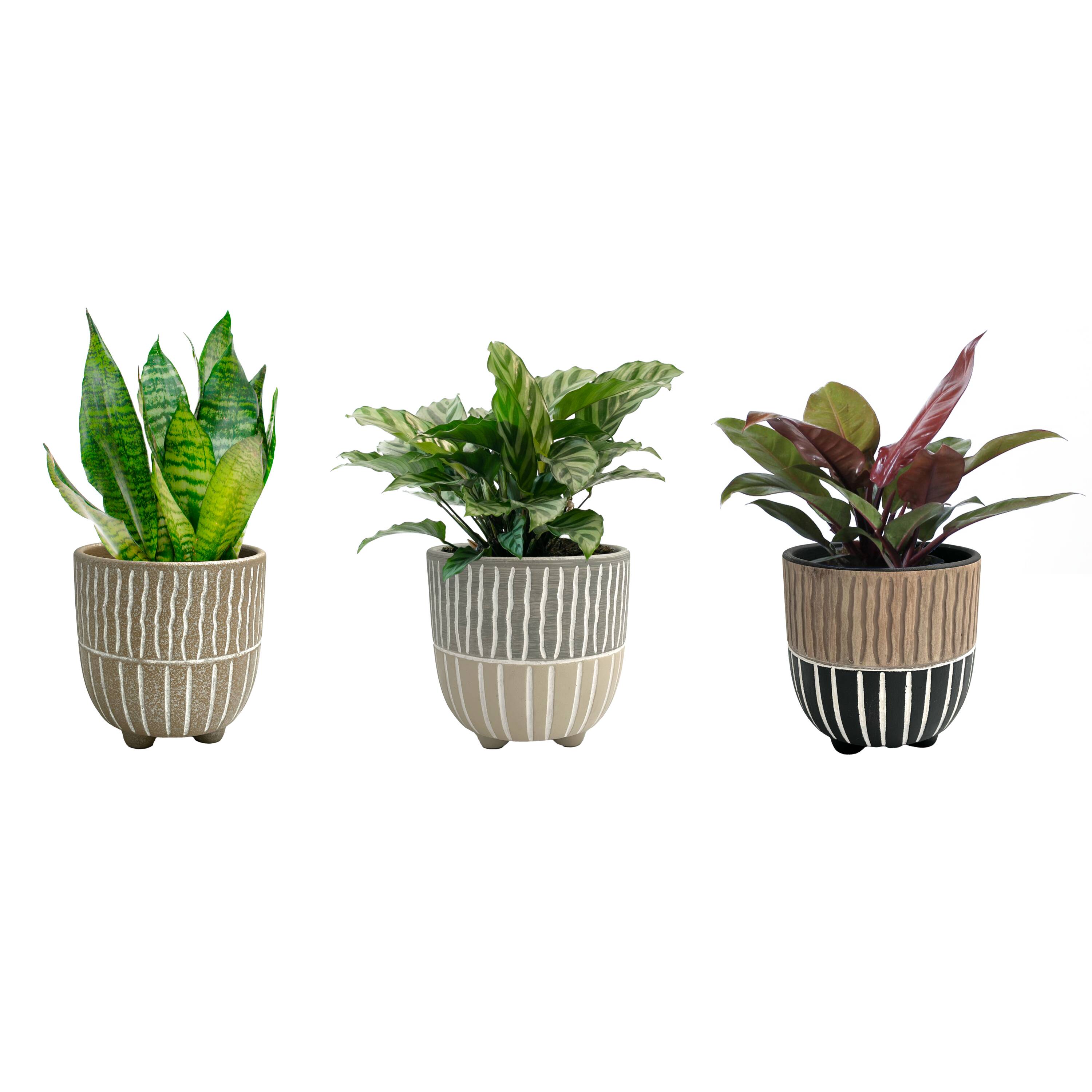 LiveTrends TECTONIC House plant in 12 Ounce(s) Pot 1.0 -Pack