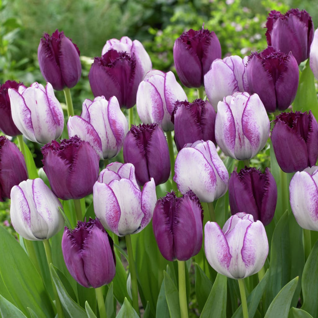 Van Zyverden 21589 Purple Tulips Majestic Royal Blend Bulbs 15.0 Count