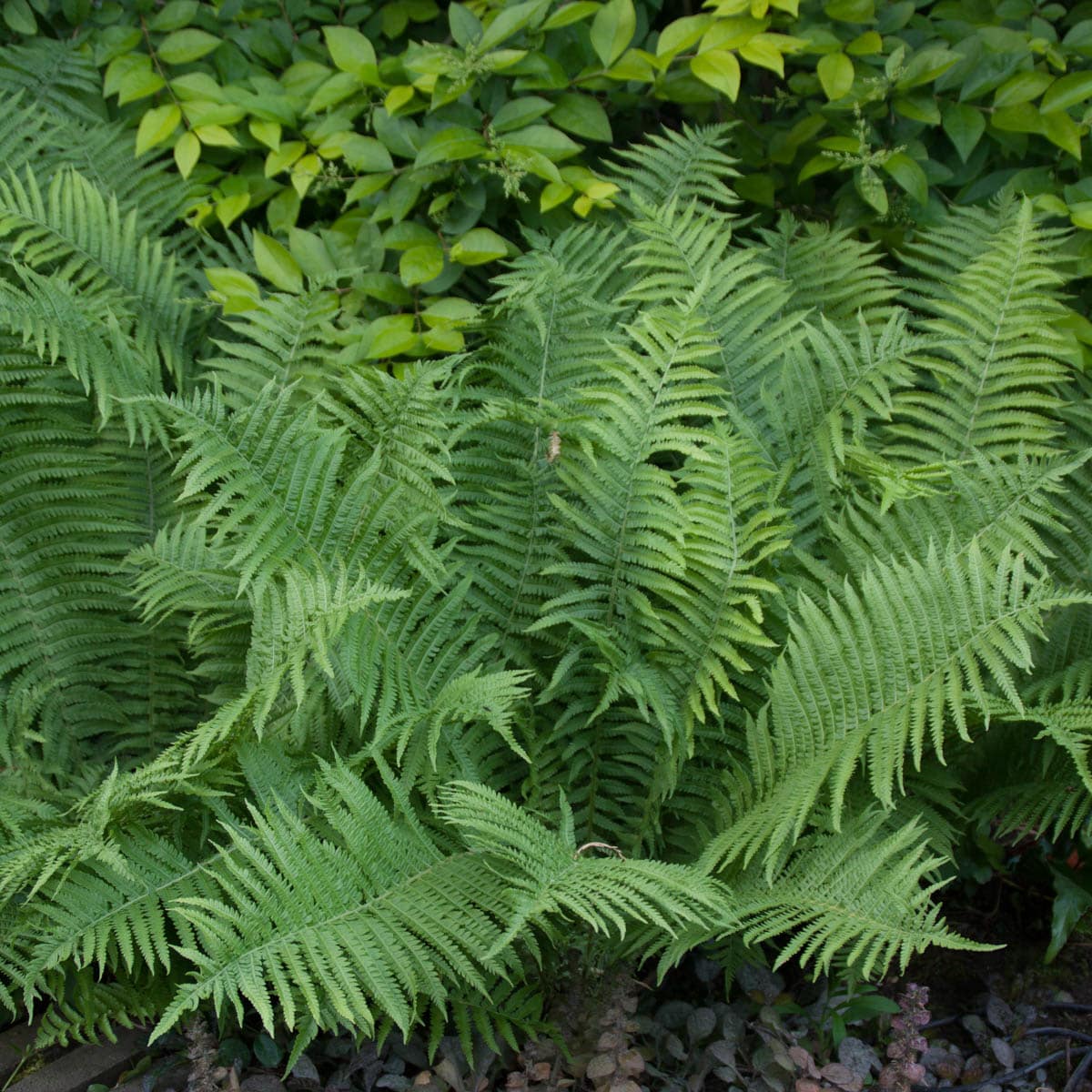 Breck's Tennessee Ostrich Fern Plant in 1-Pack Bareroot in the ...